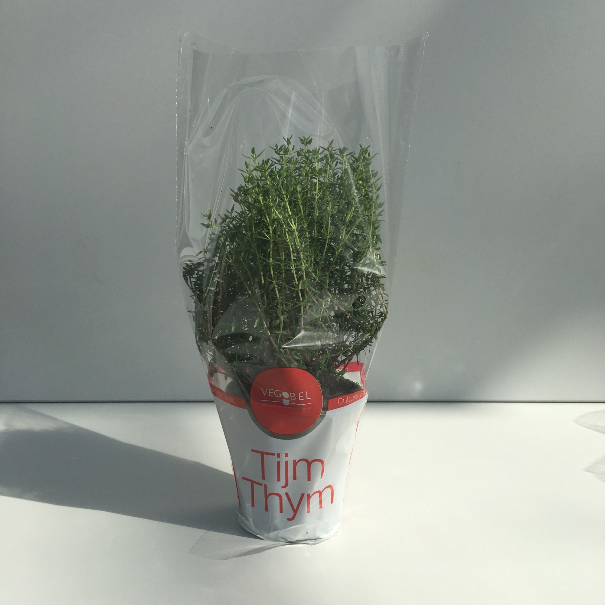 Tijm Gestekt P9, D 9