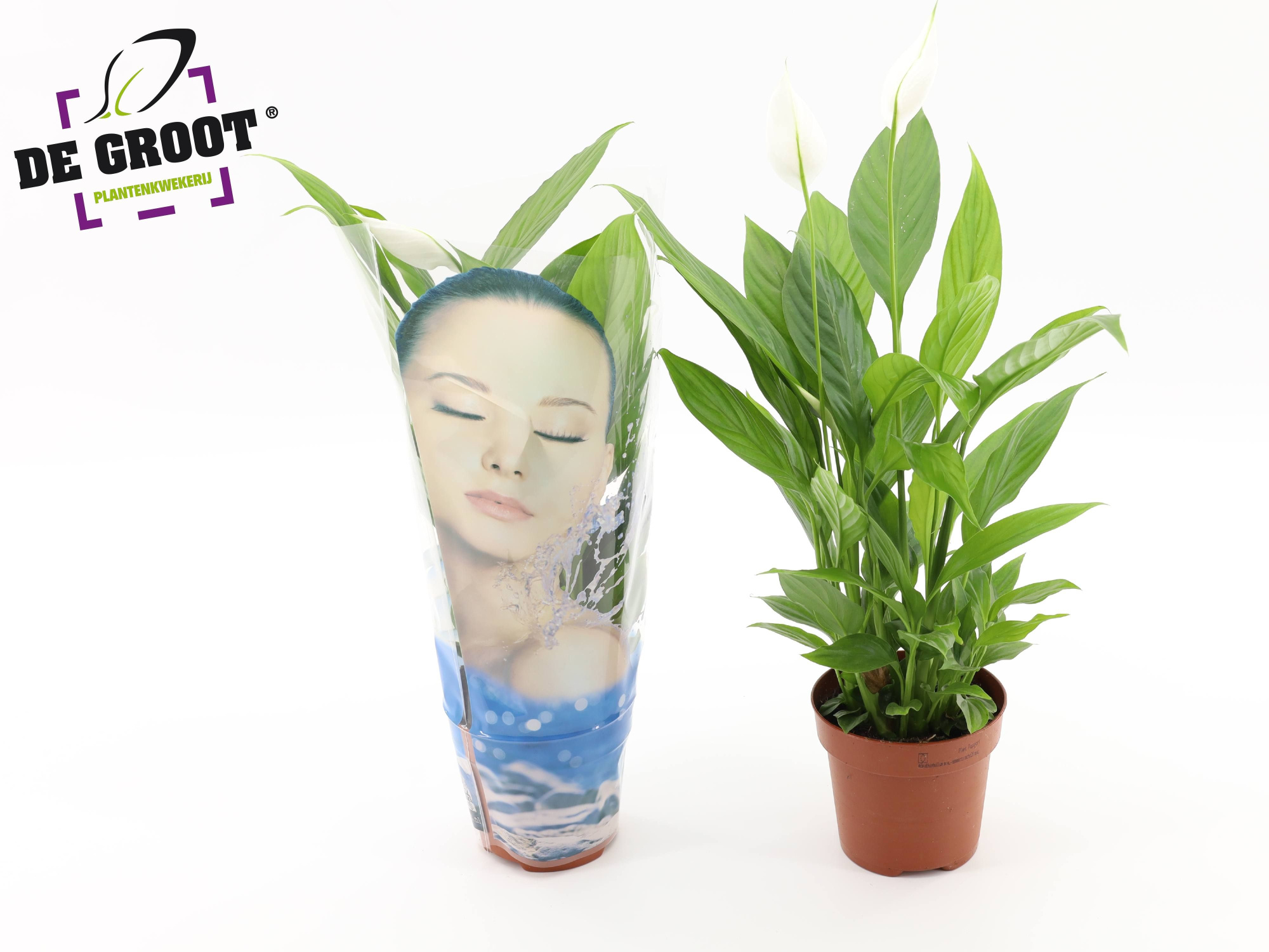 Spathiphyllum Alana in hoes "Face", D 12 cm