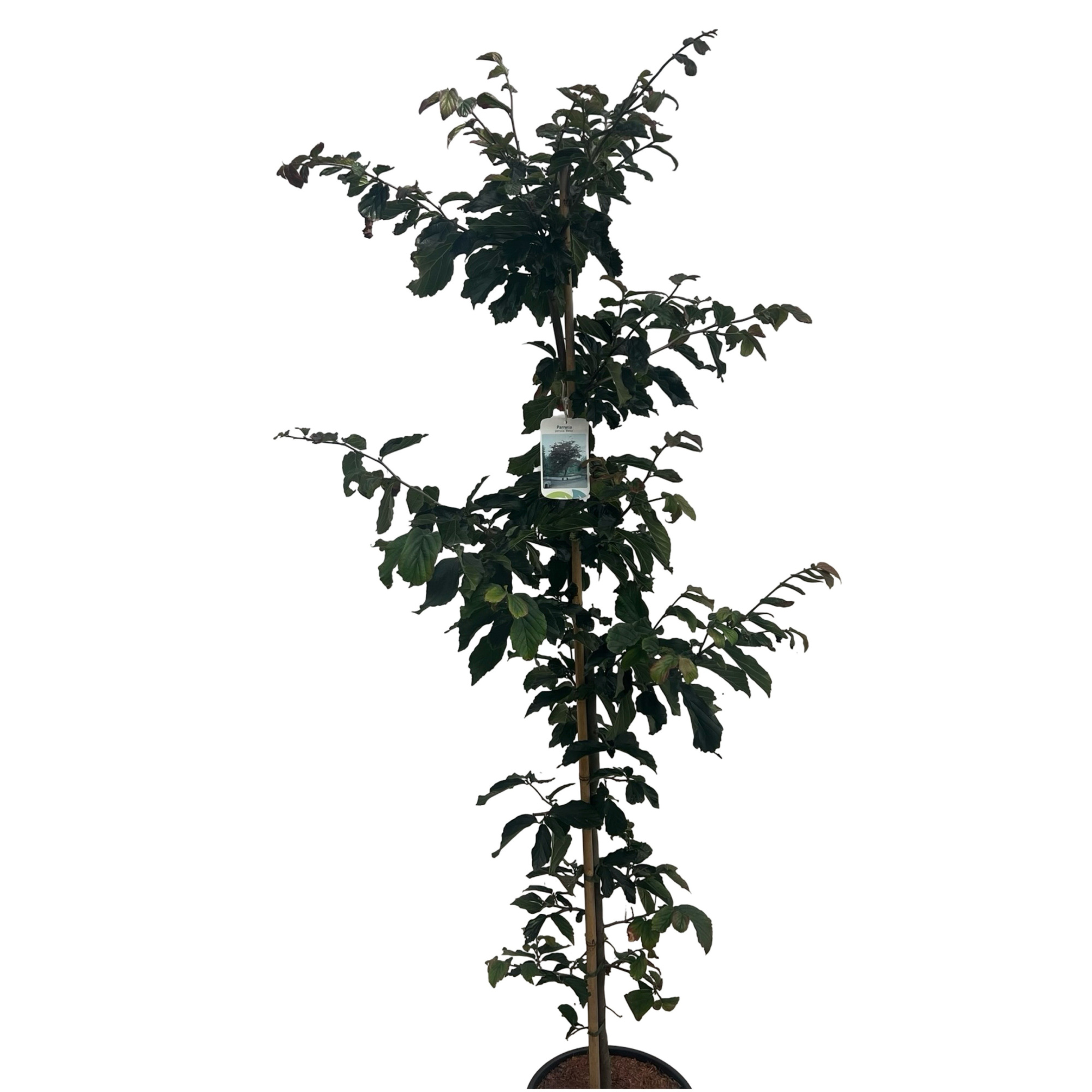 Parotia persica ‘Bella', D 32 cm