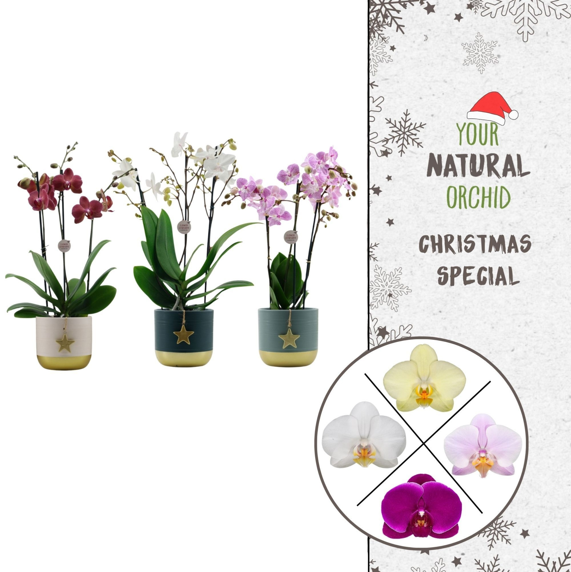 Flower Symphony | Mix in Silent Night keramiek | Phal. 3 spike, D 12