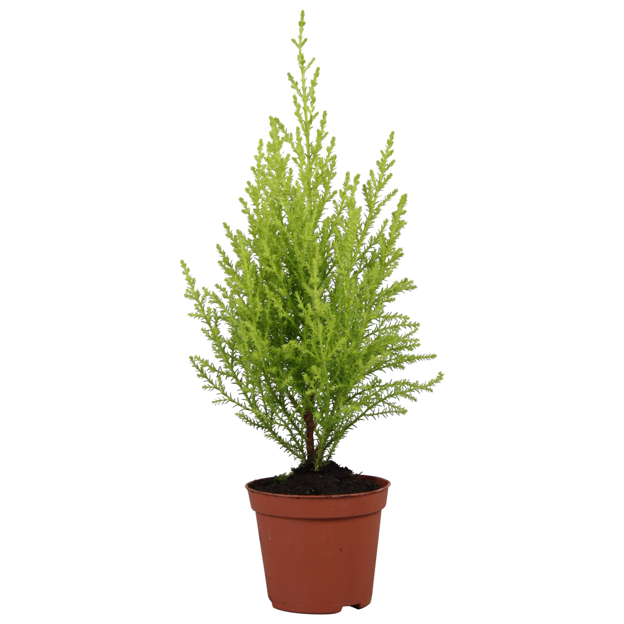 Cupressus Goldcrest Wilma - hoogte 27-30, D 8,5 cm