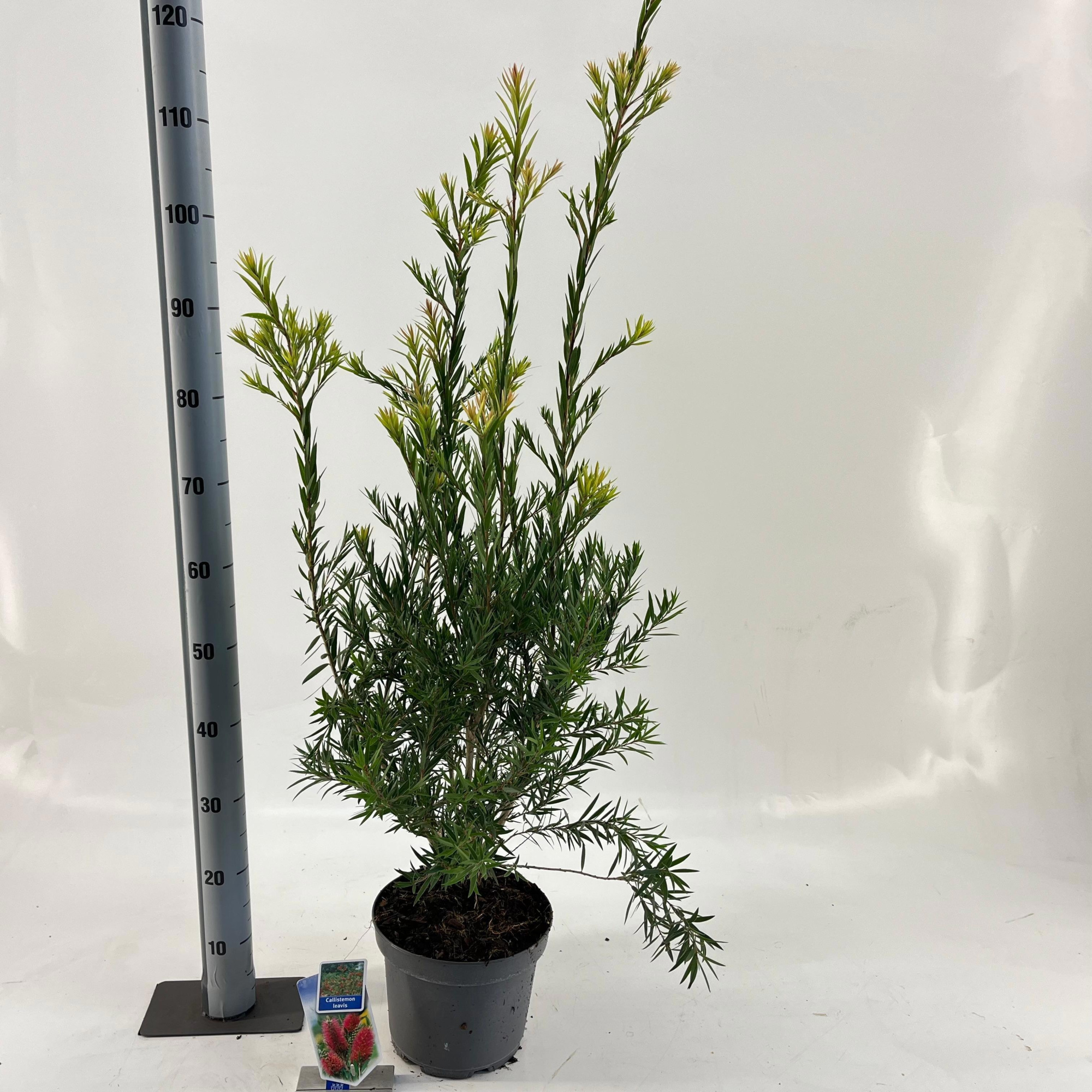Callistemon laevis, D 23 cm