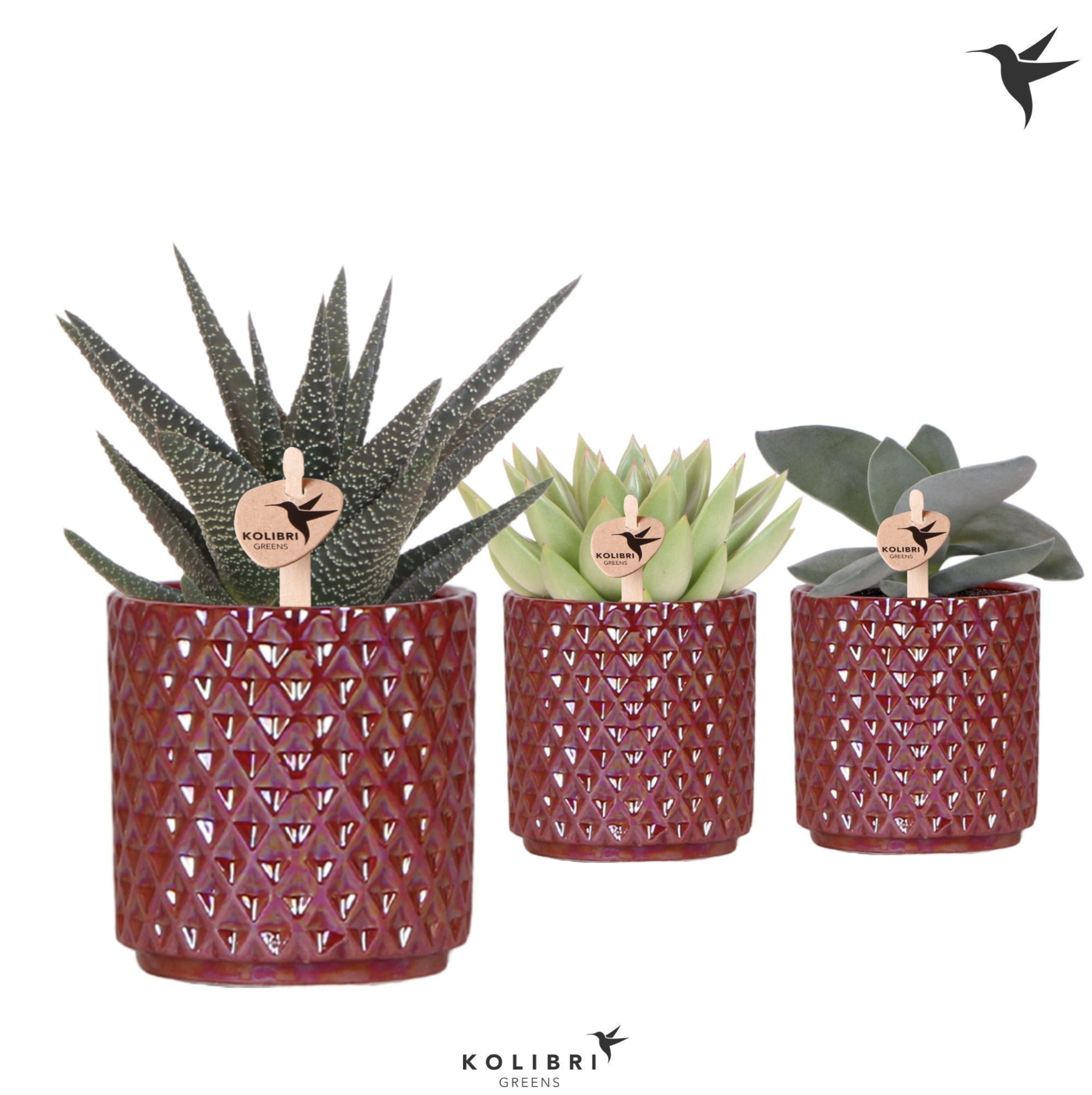 Kolibri Greens Succulenten mix in Diamond Pearl pot red, D 9 cm