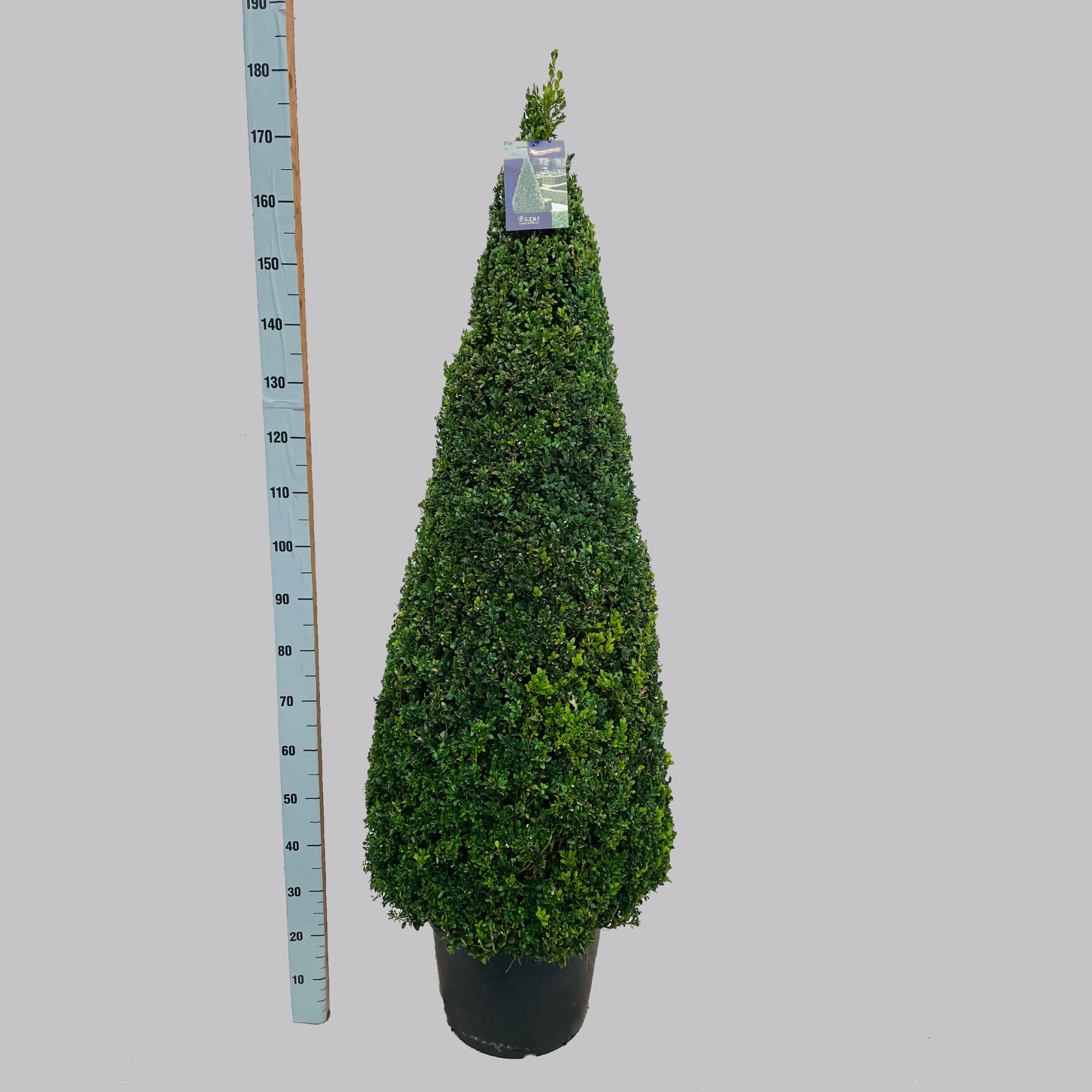 Buxus semp. pyr.140-150 40/C25, D 40 cm
