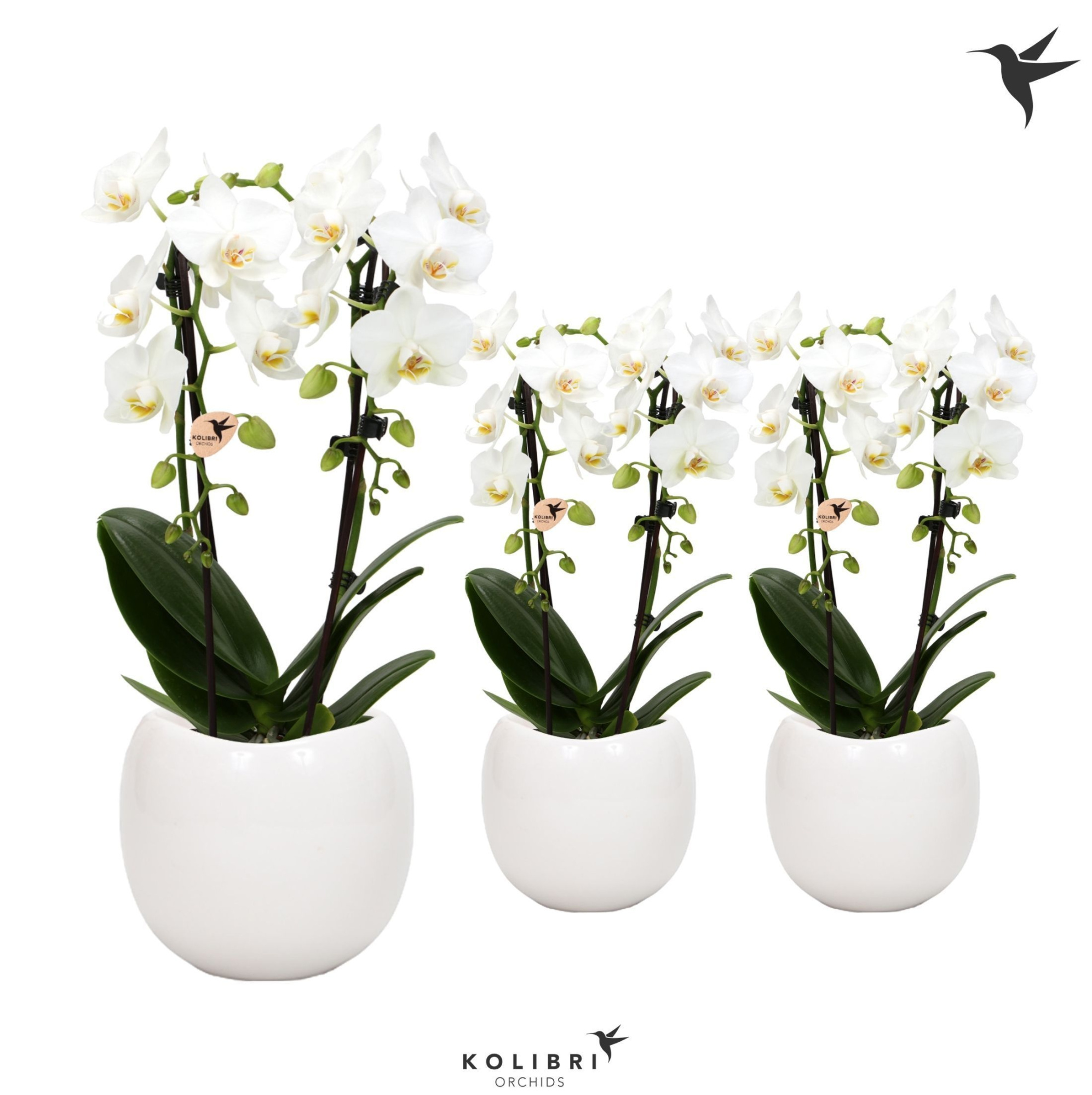 Kolibri Orchids Niagara fall white 2 spike in Bowl pot, D 9