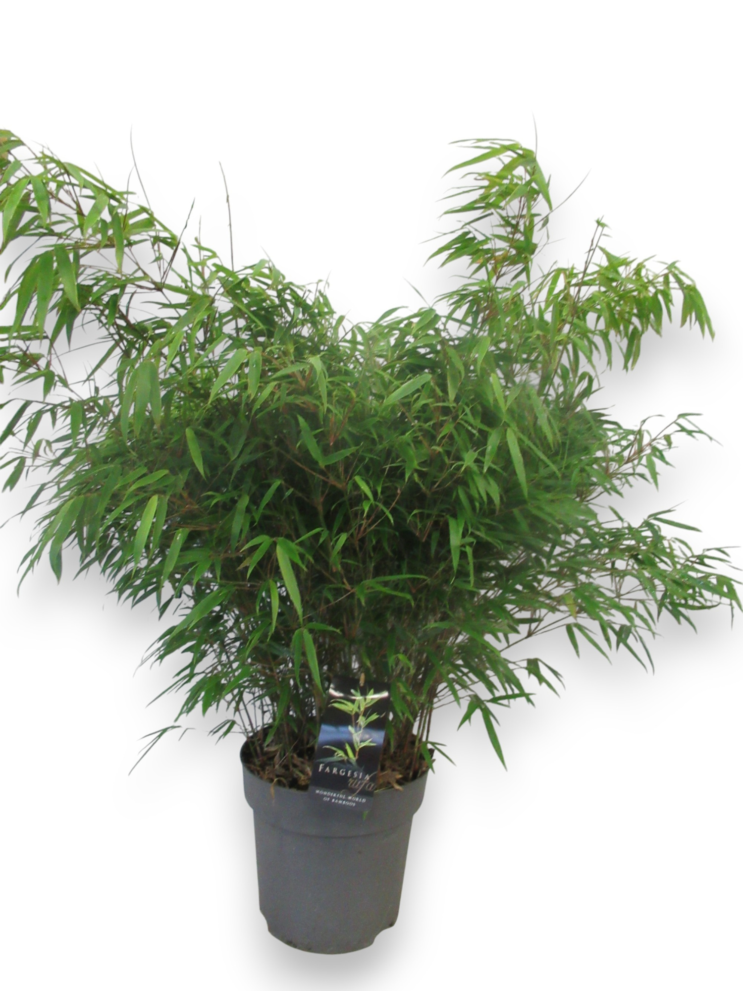 Fargesia 'rufa' C10/P27 - Niet-woekerende Bamboe, D 27 cm