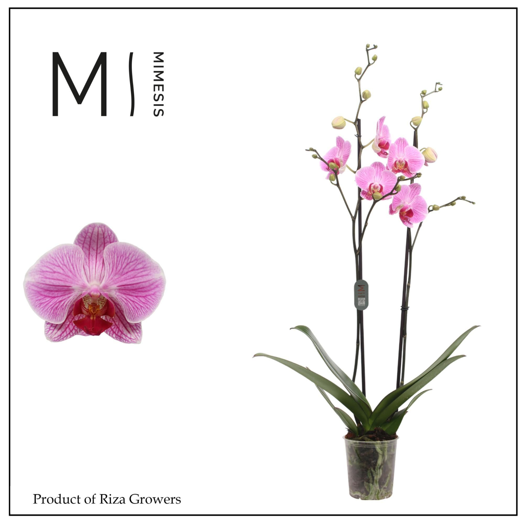 Phalaenopsis Cleveland 2 spike – 12cm | Mimesis, D 12 cm