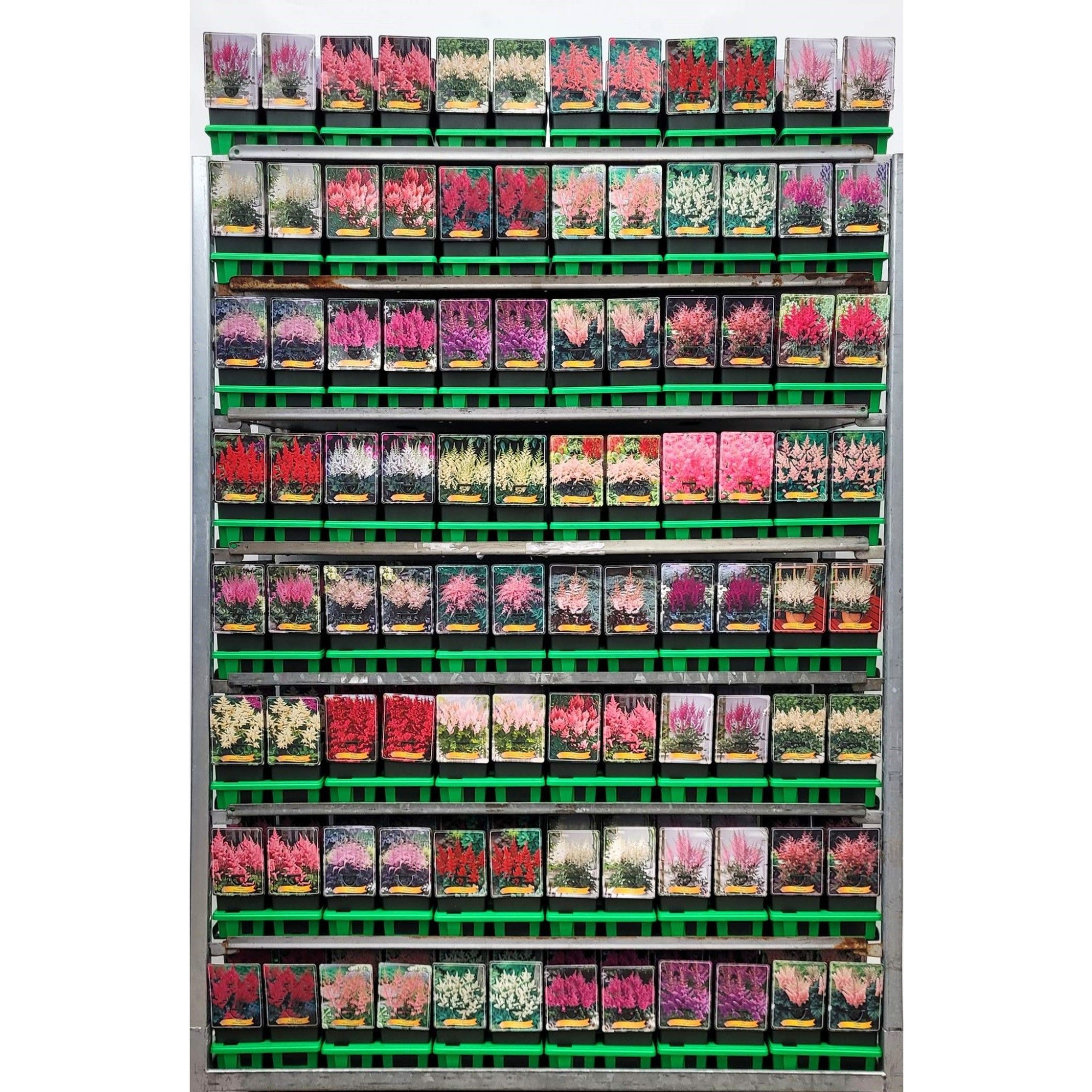 Astilbe mix CC P11, D 11 cm