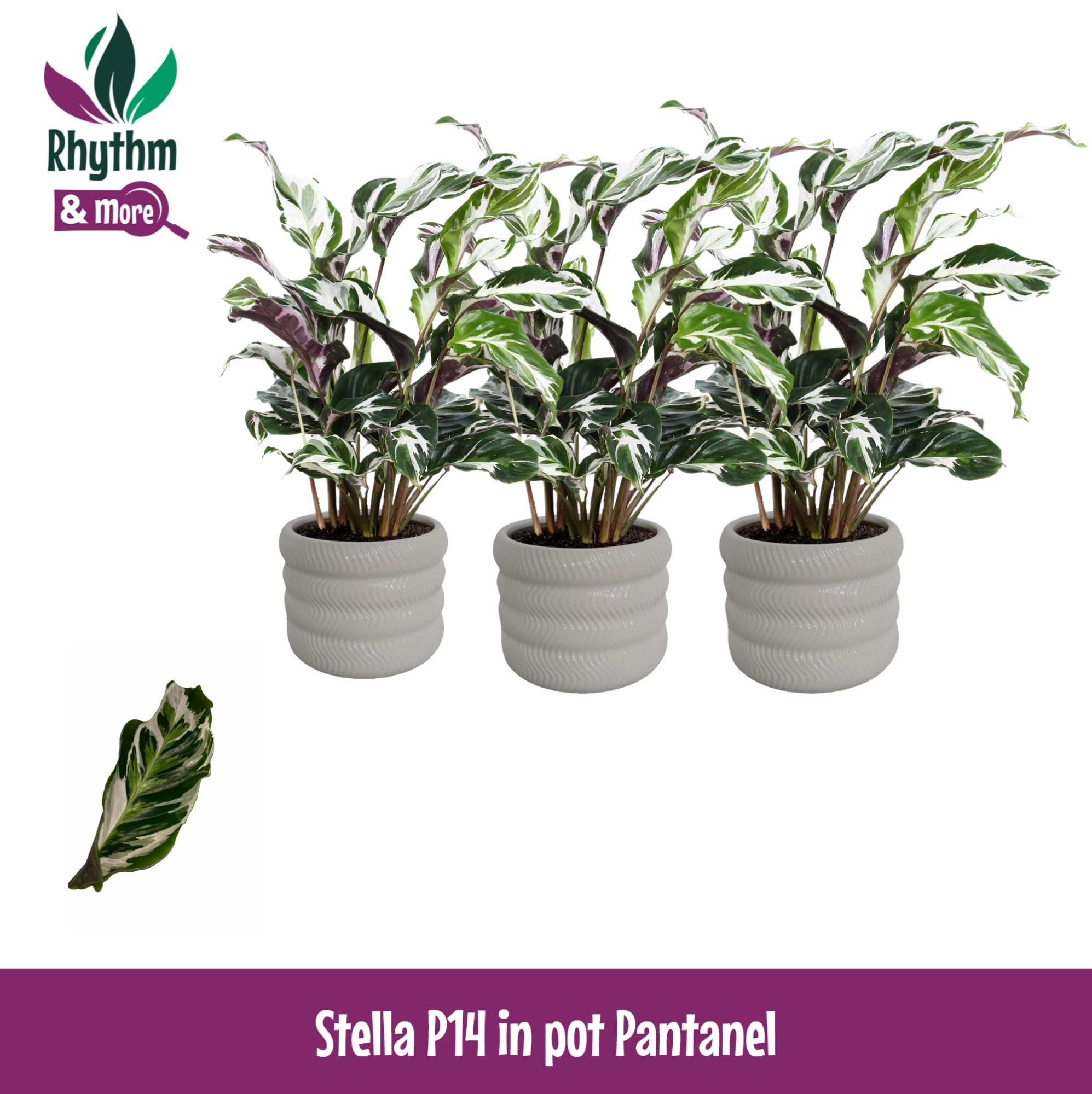 Calathea 14cm Stella in Pantanel Keramiek - Rhythm & More, D 14 cm