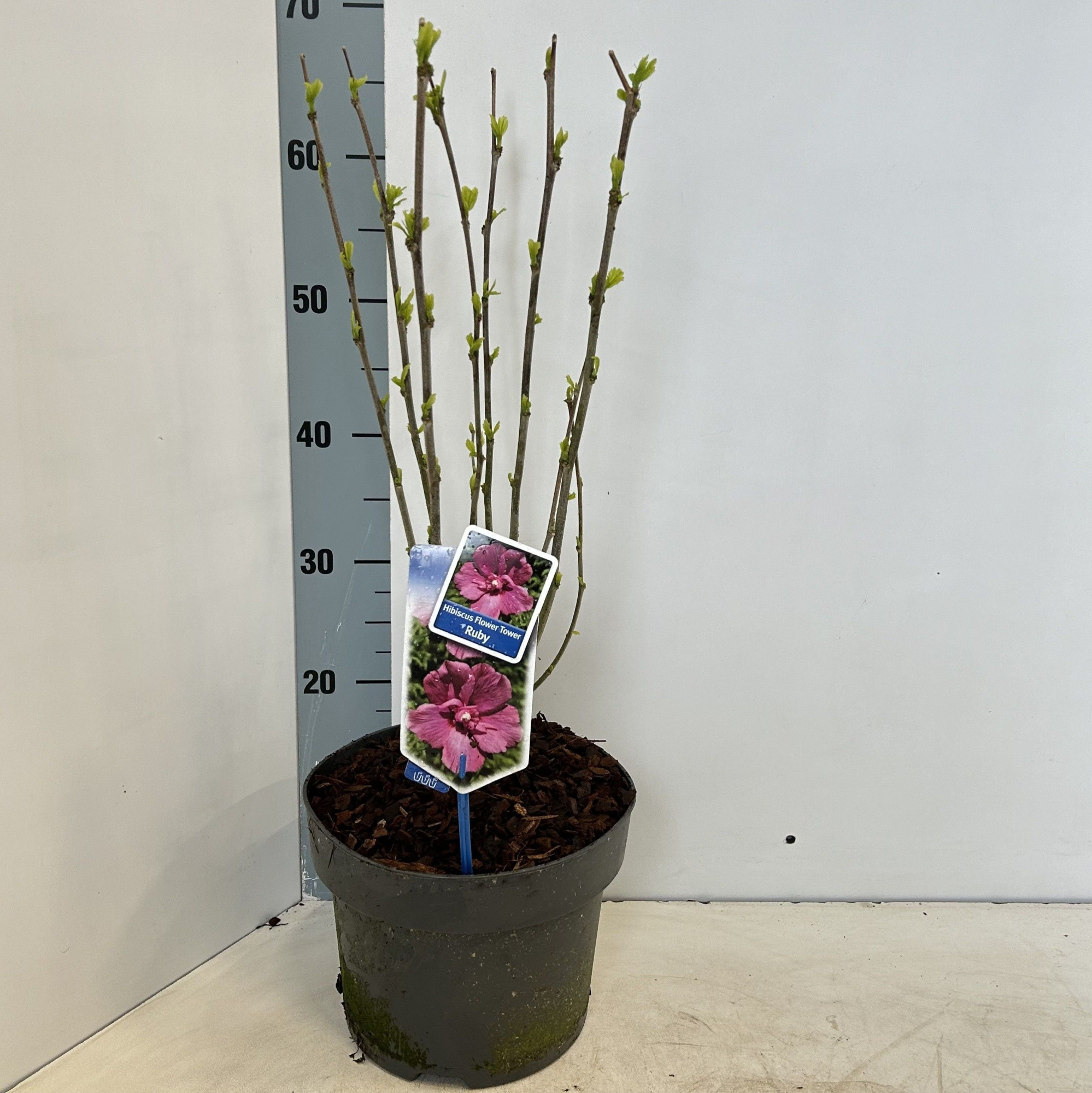 Hibiscus syr. Flower Tower Ruby ('Gandini van Aart Ruby'PBR), D 23