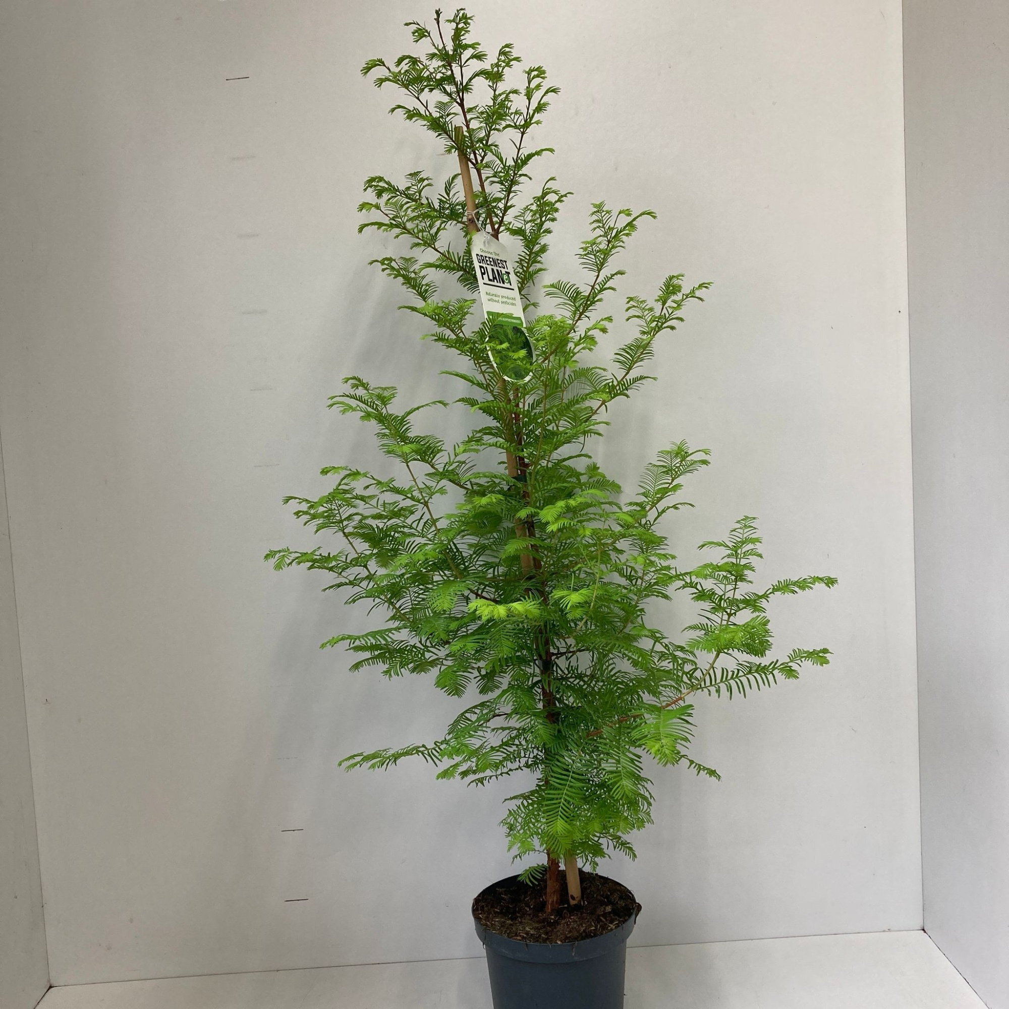 Metasequoia glyptostroboides --gestokt 100 cm, D 19 cm