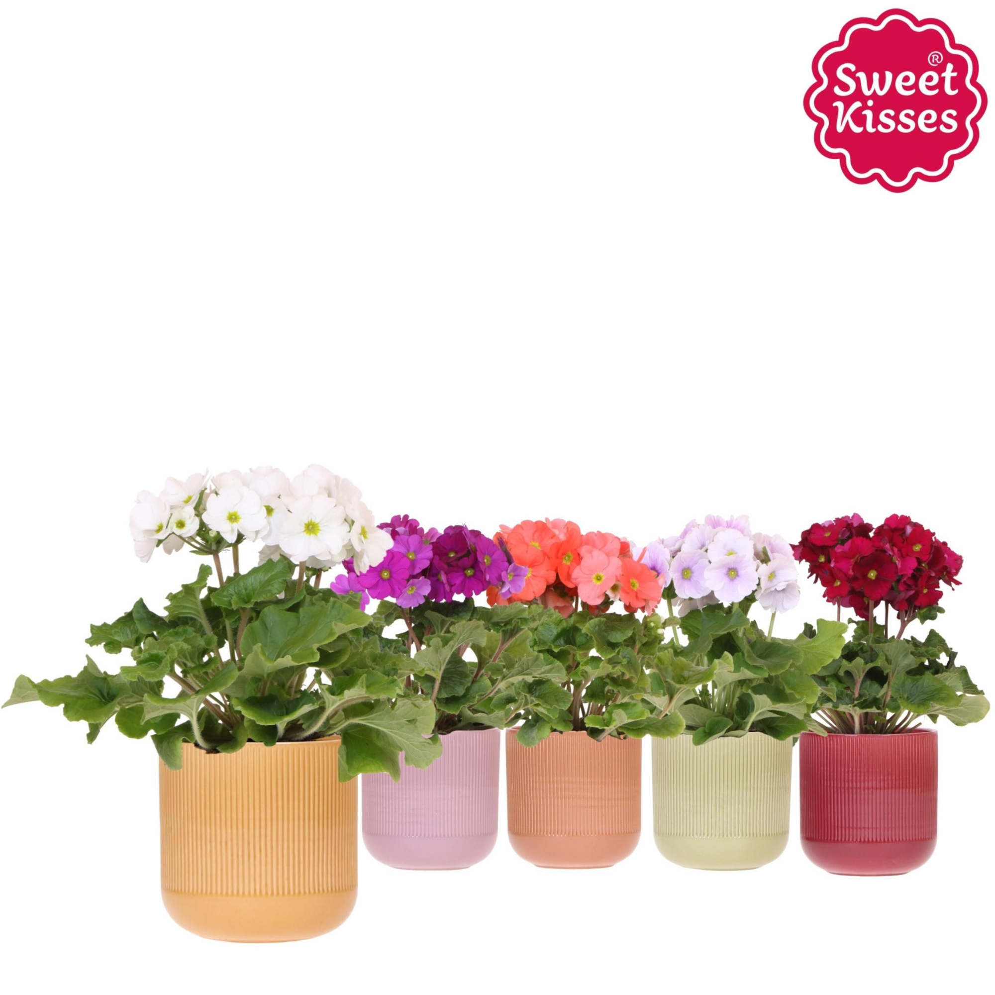 Primula Obconica Sweet Kisses mix in Flare pot mix, D 12