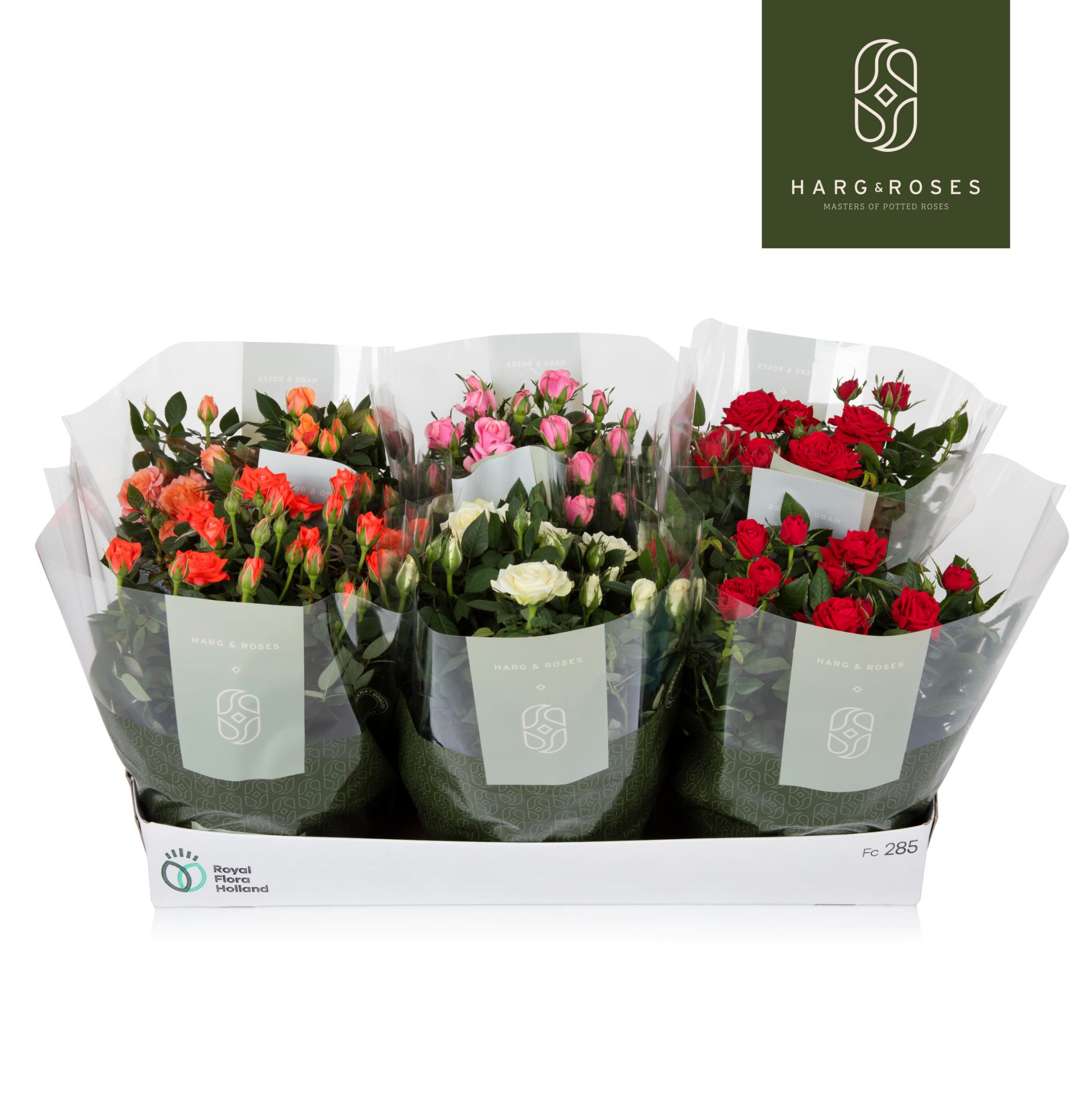 Rosa Kordana Schaal, D 21