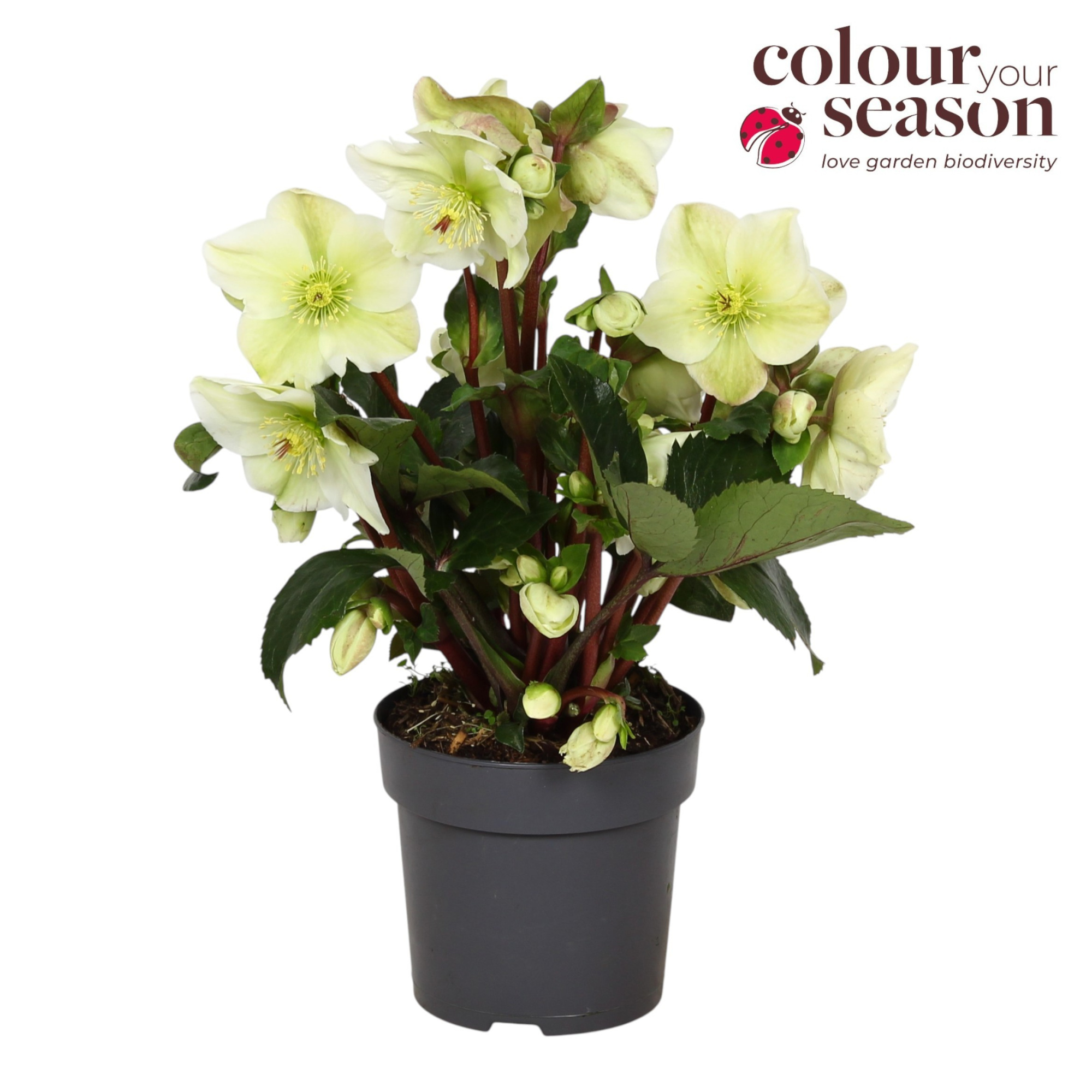 Helleborus Winter Sparkle White P15, D 15