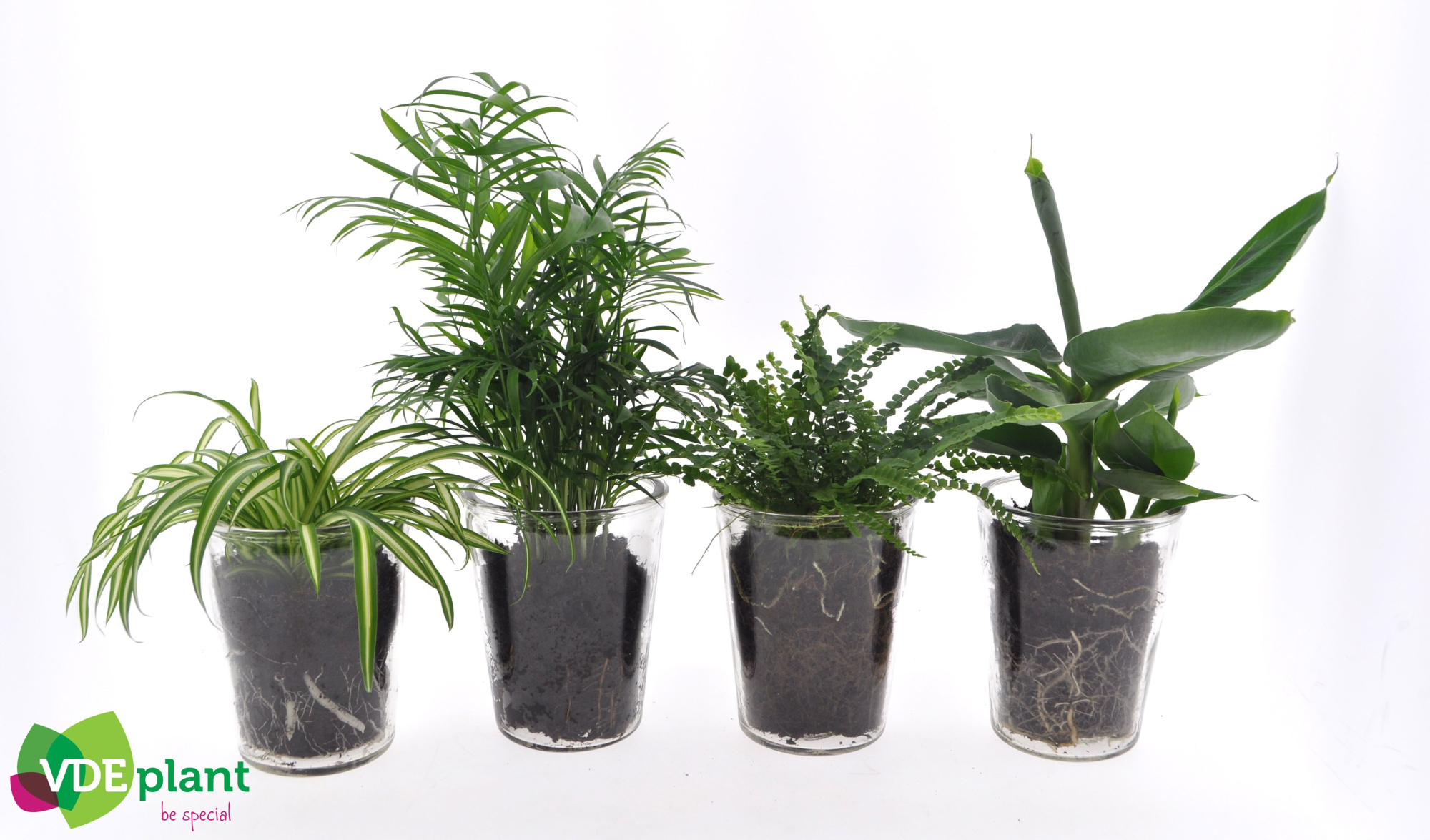 Fresh Green mix in Vaasglas, D 12 cm