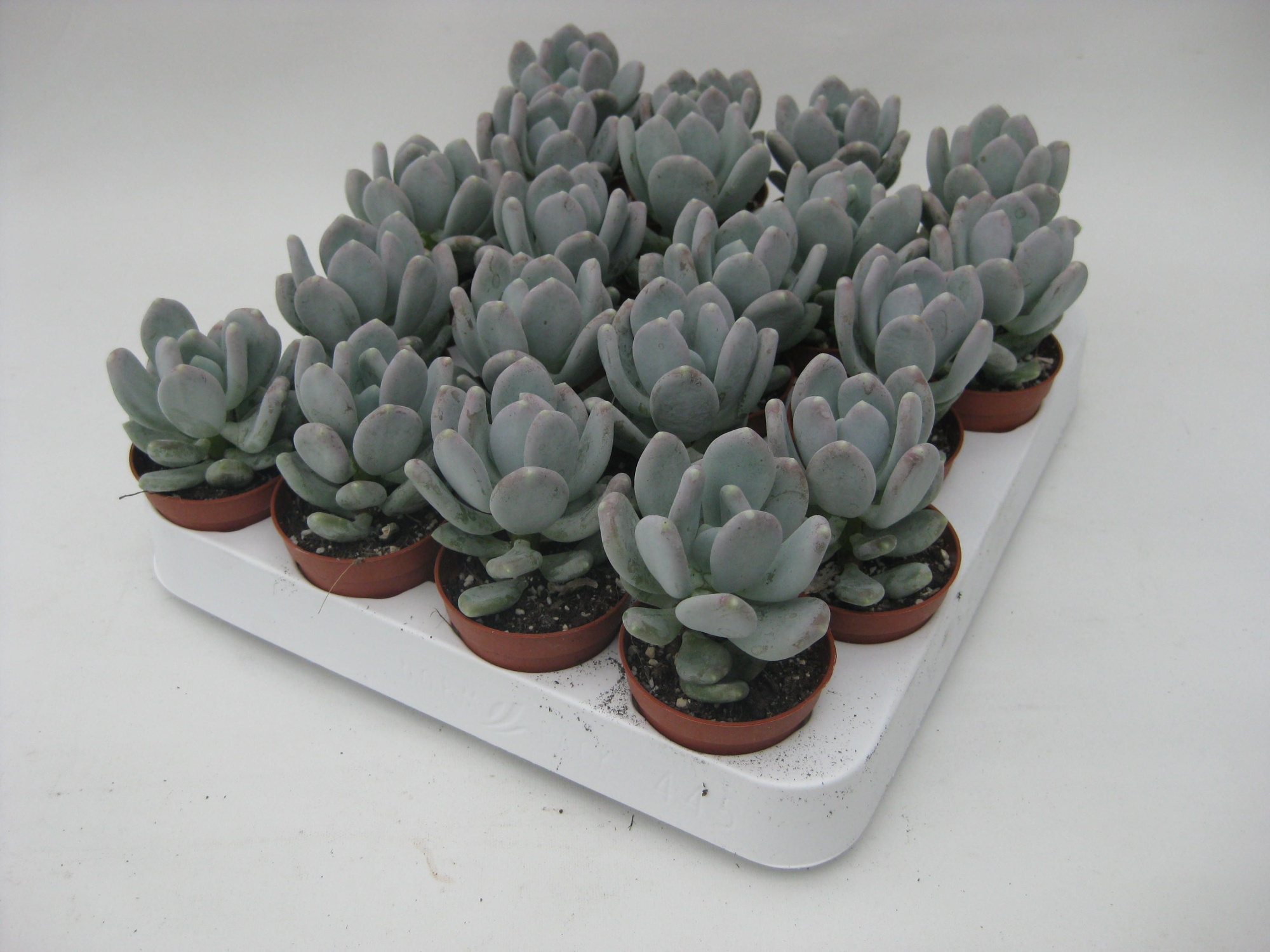 Pachypythum bracteosum, D 5,5 cm