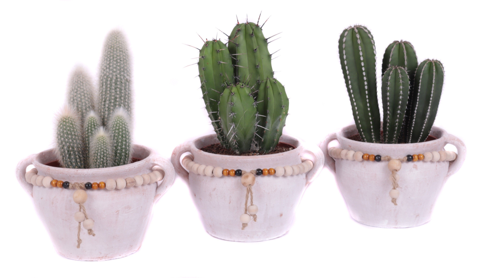 Cactus 15 cm in teno kruik, D 24 cm