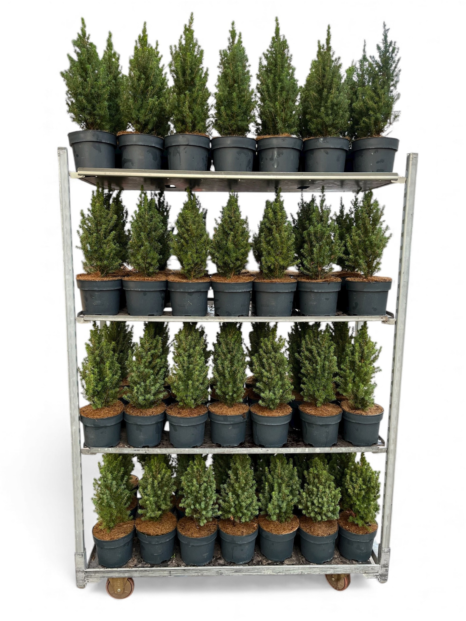 Picea glauca Conica 50-55 C3, D 19 cm