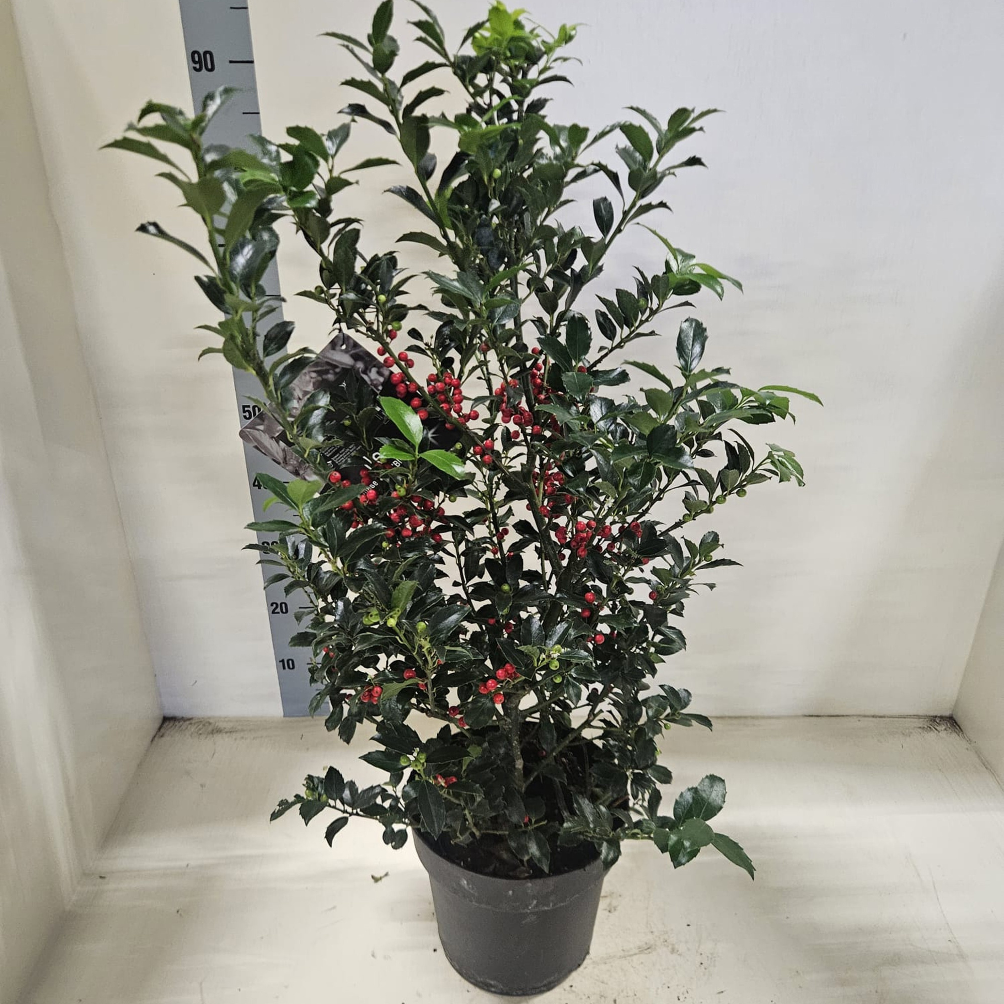 Ilex meserv. 'Blue Maid' Struik met bes, D 24 cm
