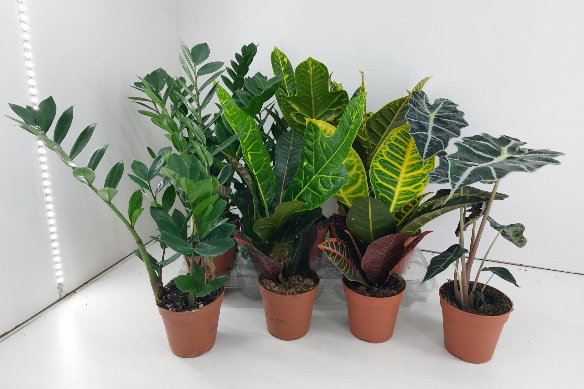 Groene planten mix P12, D 12 cm