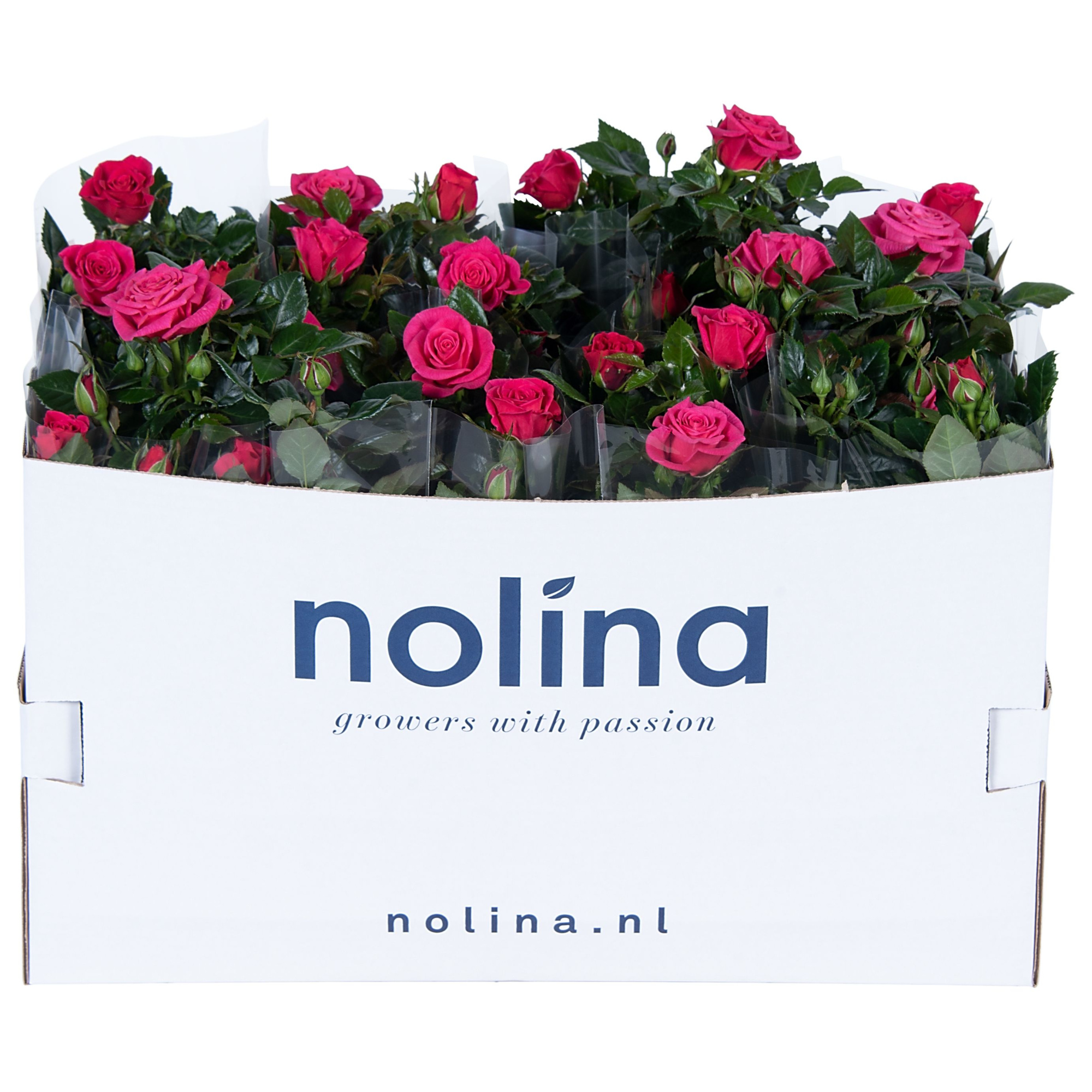 Nolina Roses Ø 13 cm Deep pink in box st. 2-3, D 13