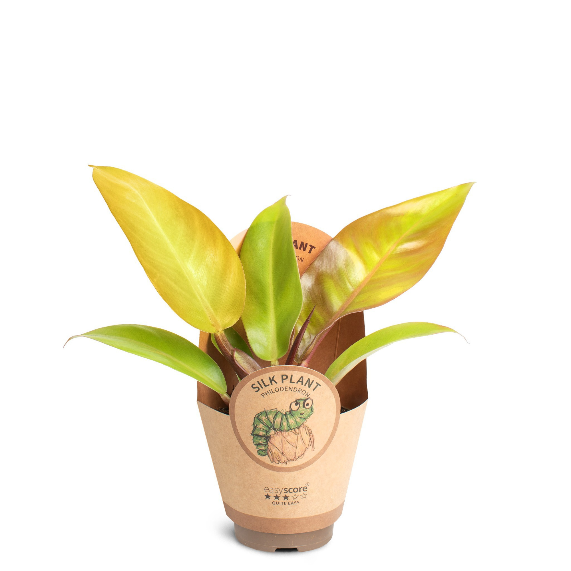 Philodendron ´Prince of Orange´, D 9