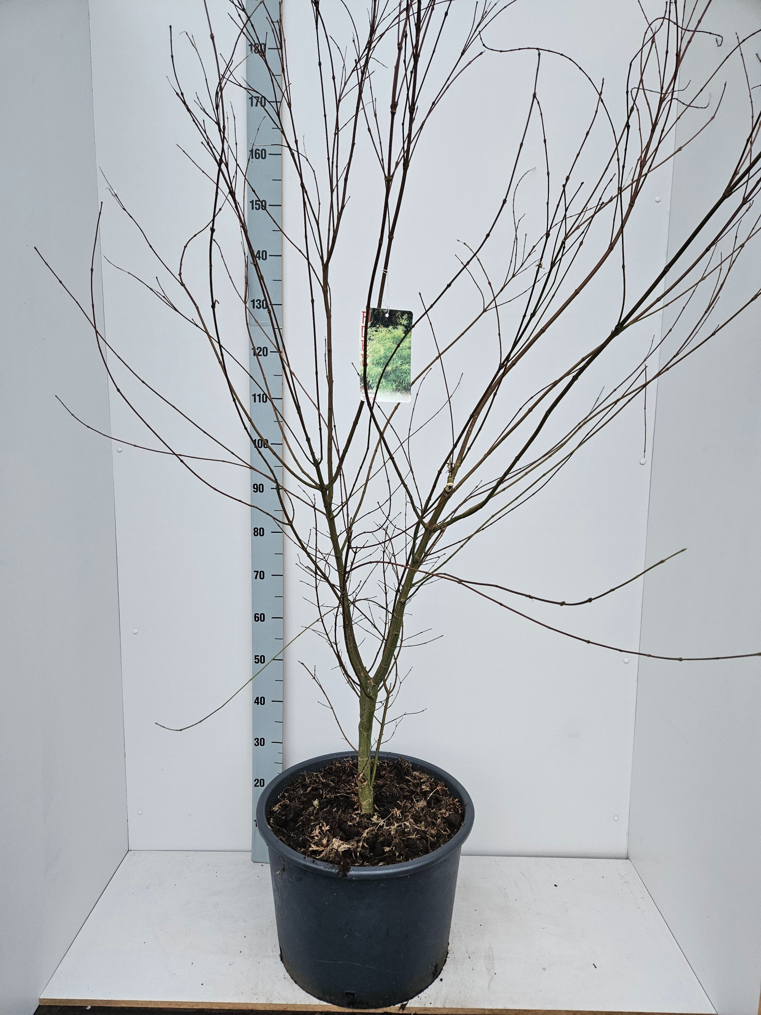 Acer palmatum 'Seiryu', D 43