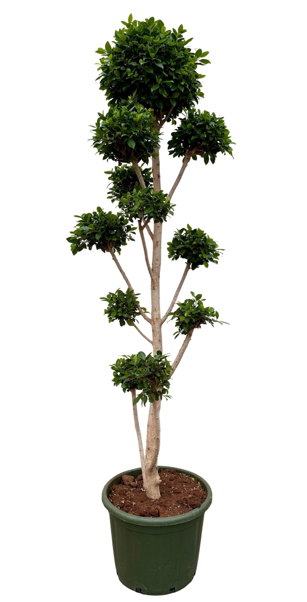 Ficus nitida P52 PONPON, D 52