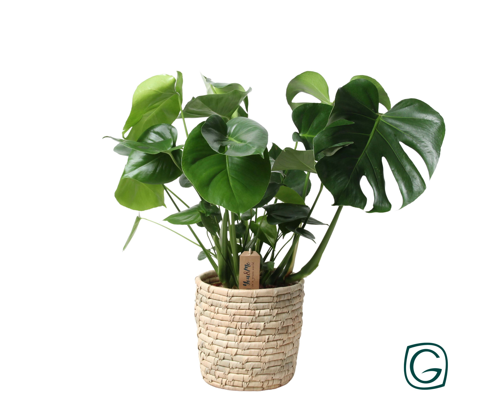 Monstera in basket palmleaf, D 21