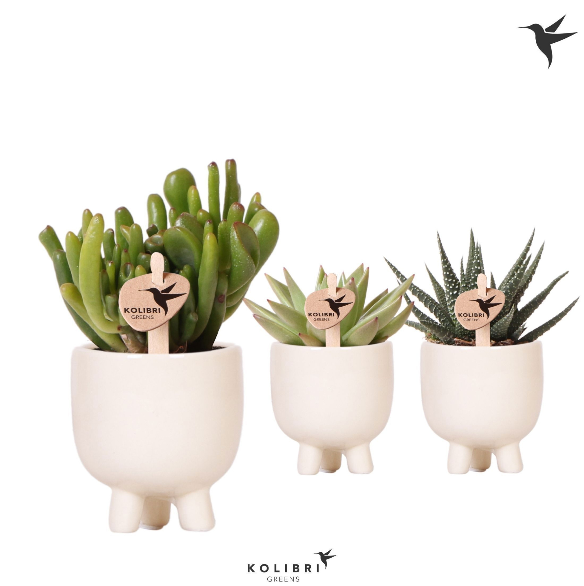 Kolibri Greens Succulenten mix in Gummy pot travertine, D 6 cm