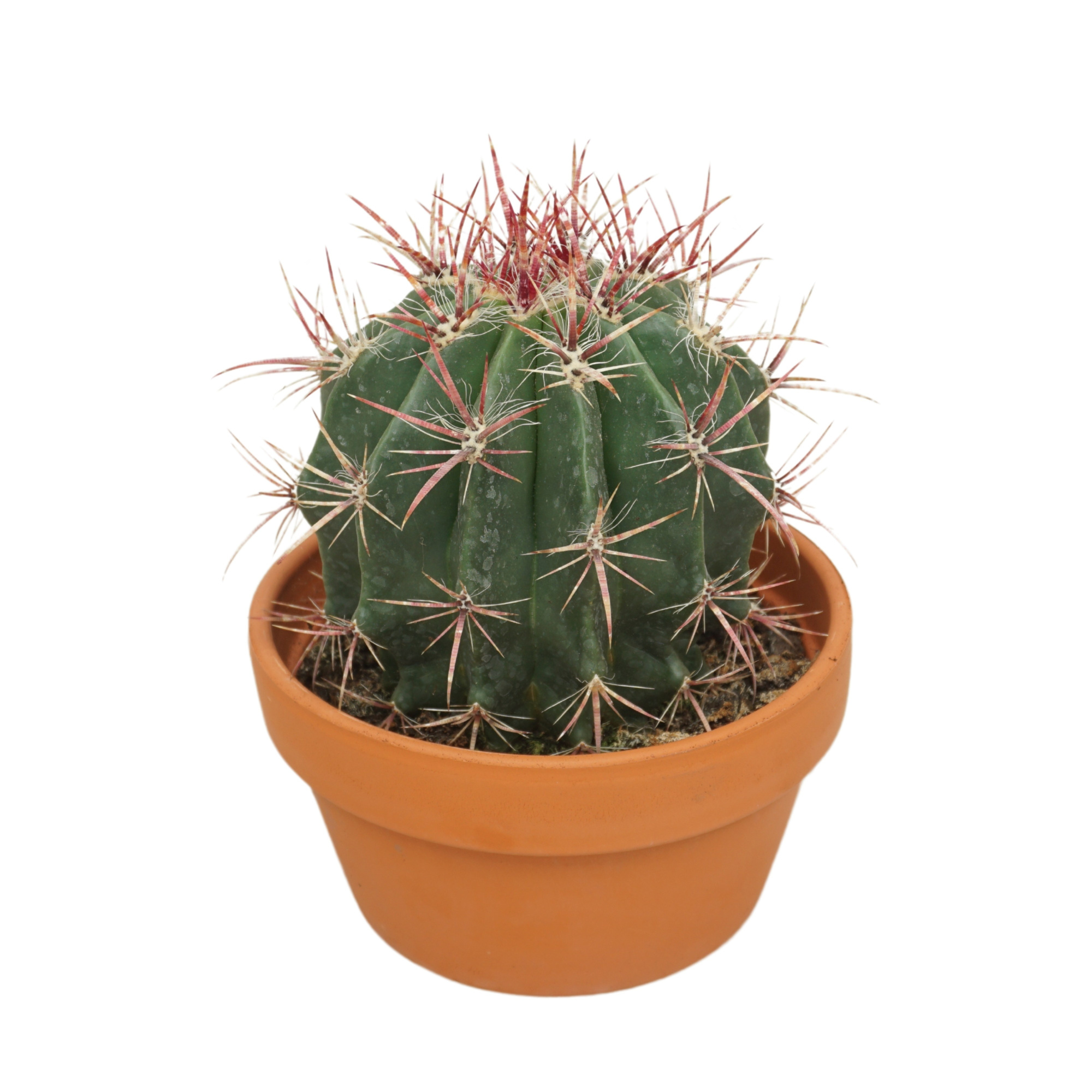 Ferocactus stainesii 17 cm, D 17 cm