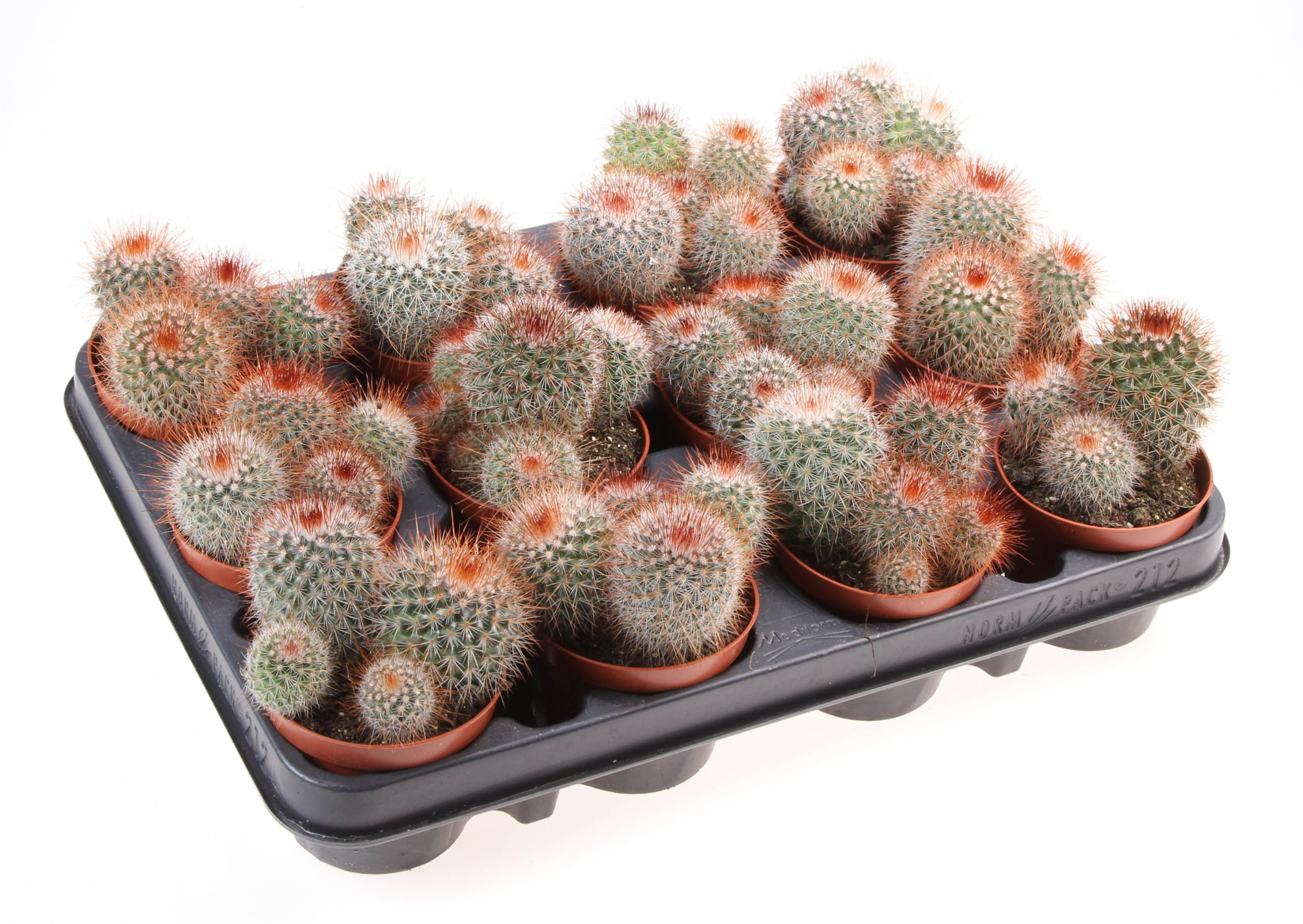Mammillaria spinosissima, D 8,5 cm