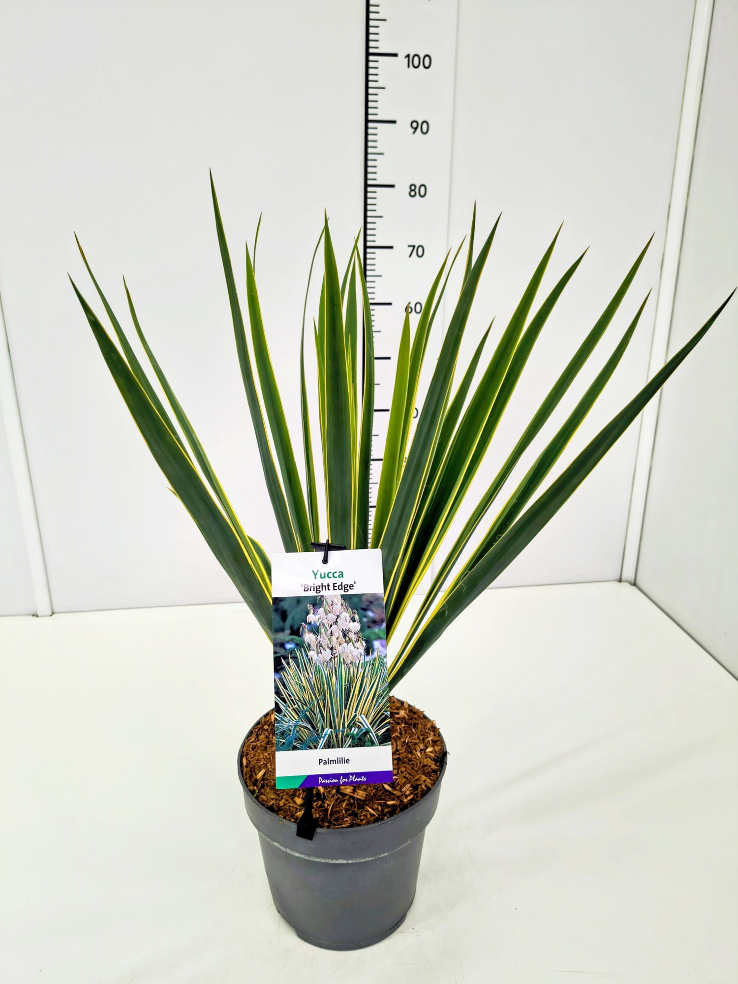 Yucca fil. 'Bright Edge' C5, D 23