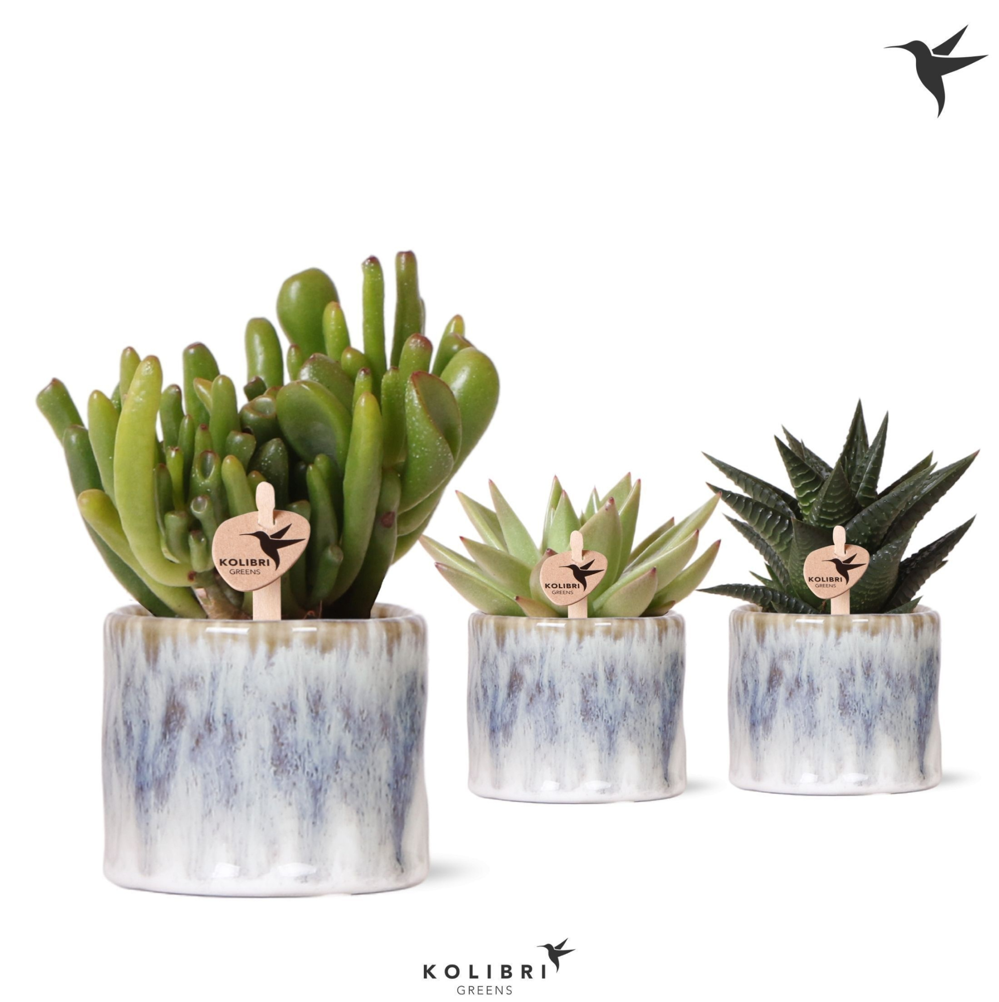 Kolibri Greens Succulenten mix in Sky pot, D 6 cm