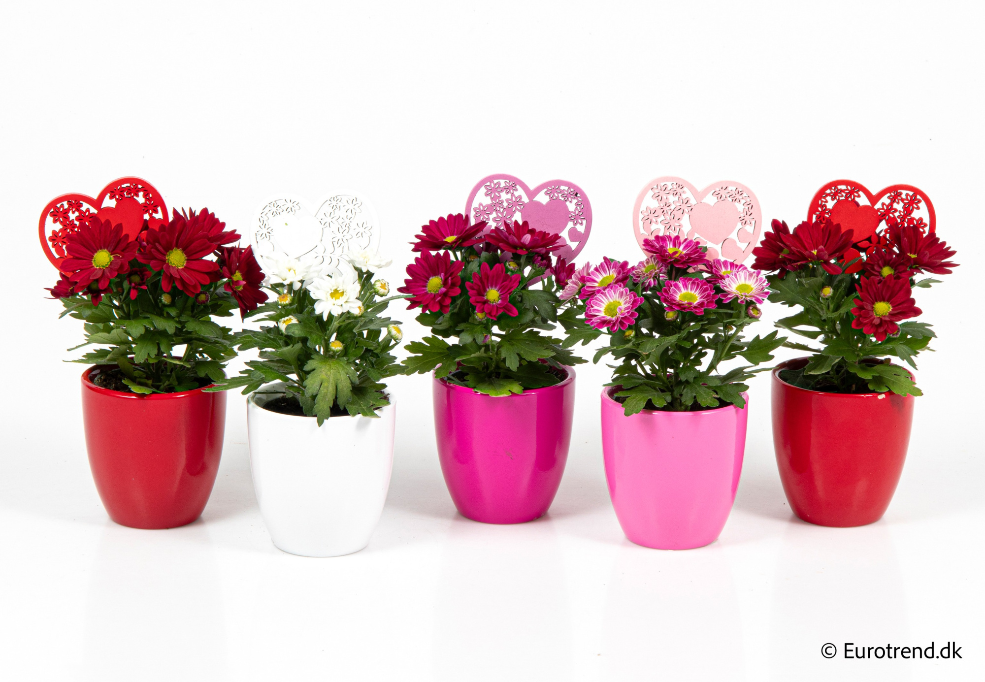 Chrysanthemum in Valentine ceramic 2026, D 6