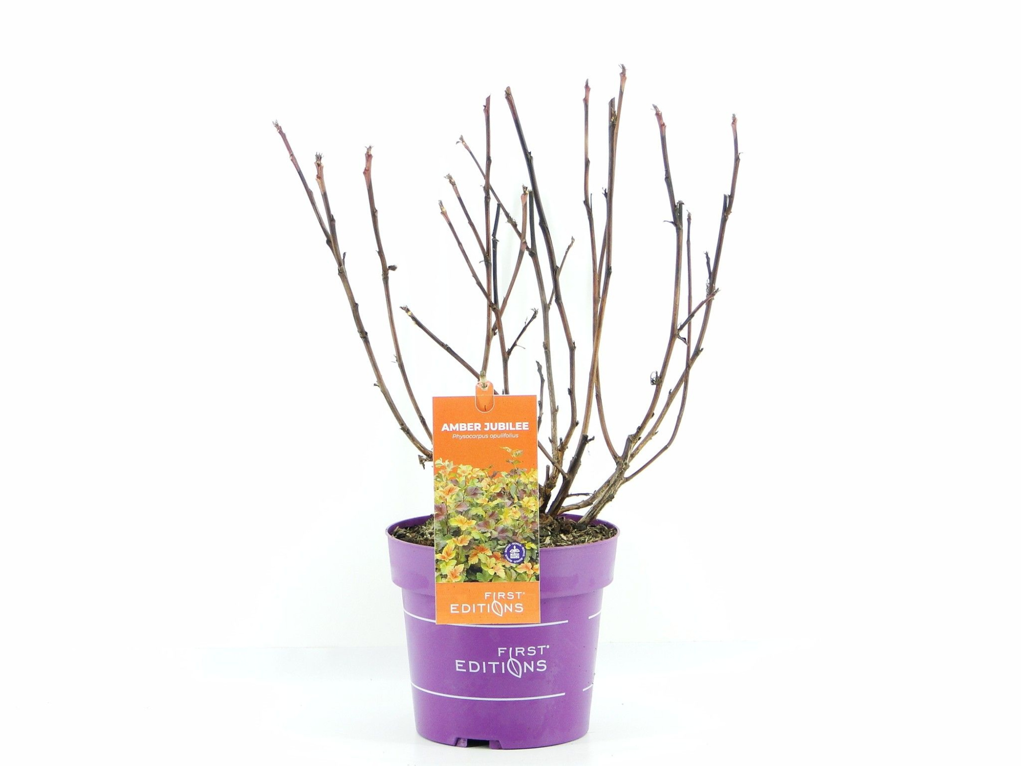 Physocarpus op. Amber Jubilee (First Editions®), D 19 cm