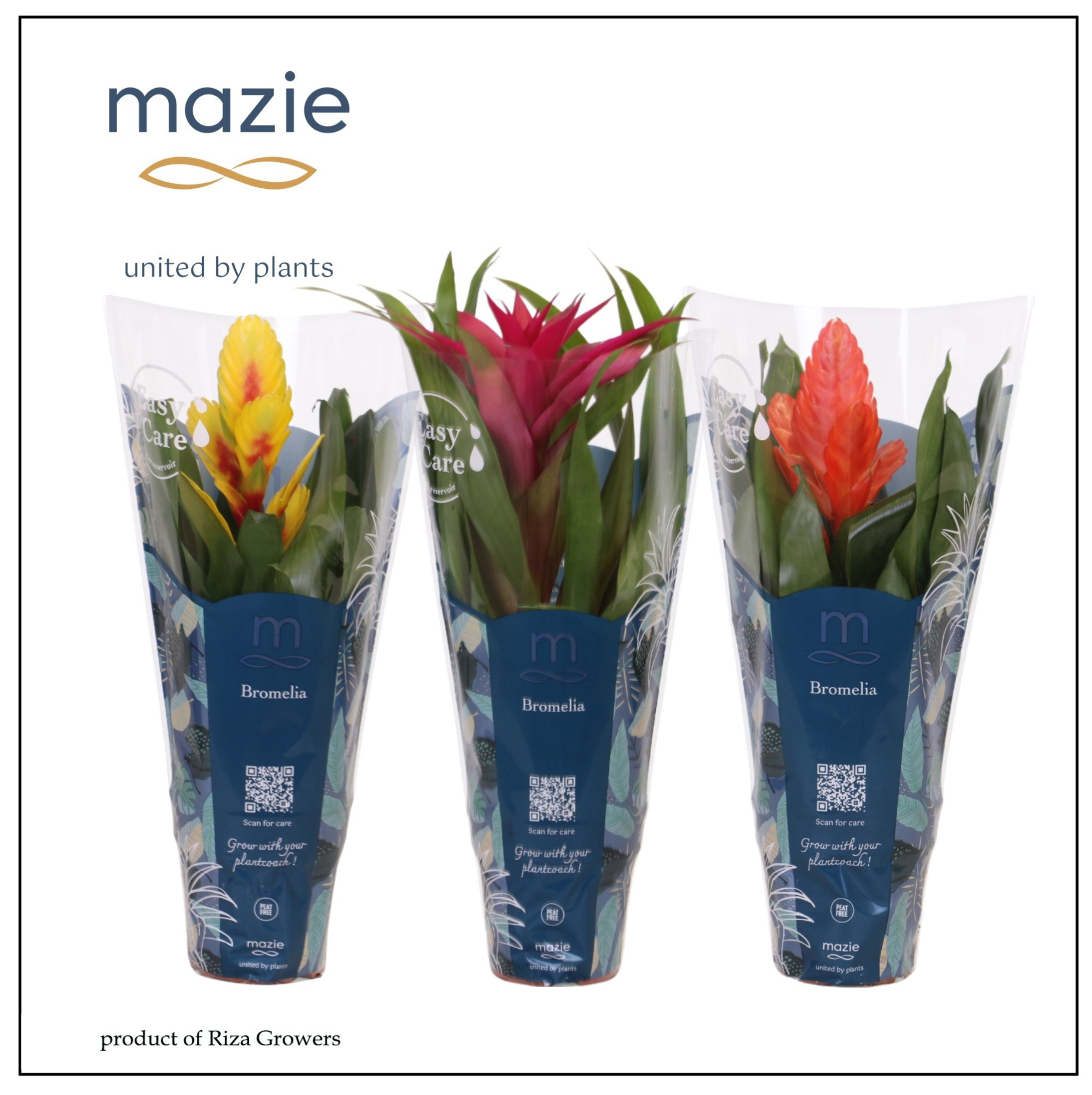 Bromelia Mix - 12 cm | Mazie, D 12 cm