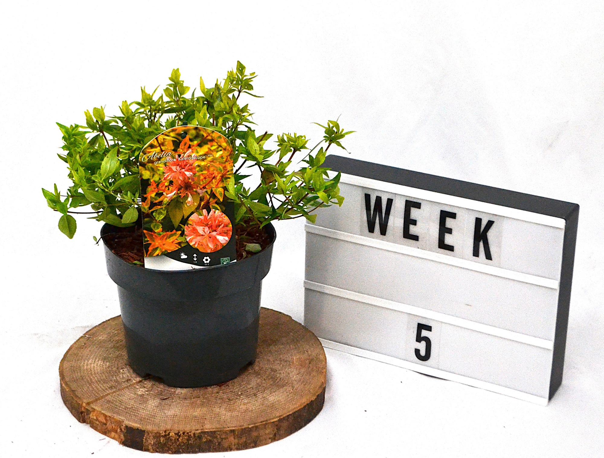 Abelia grandifl. 'Kaleidoscope' C3, D 19