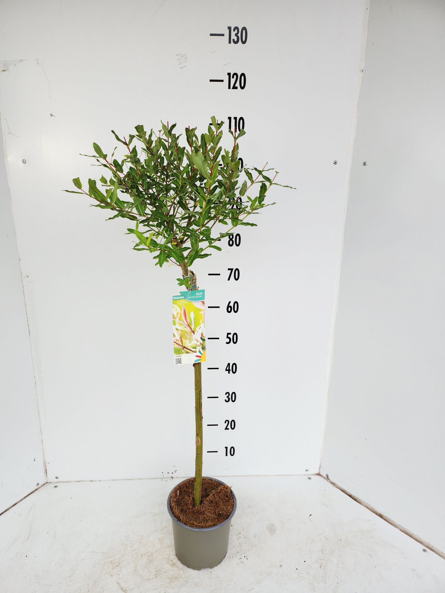 Salix Hakuro Nishiki, D 19 cm