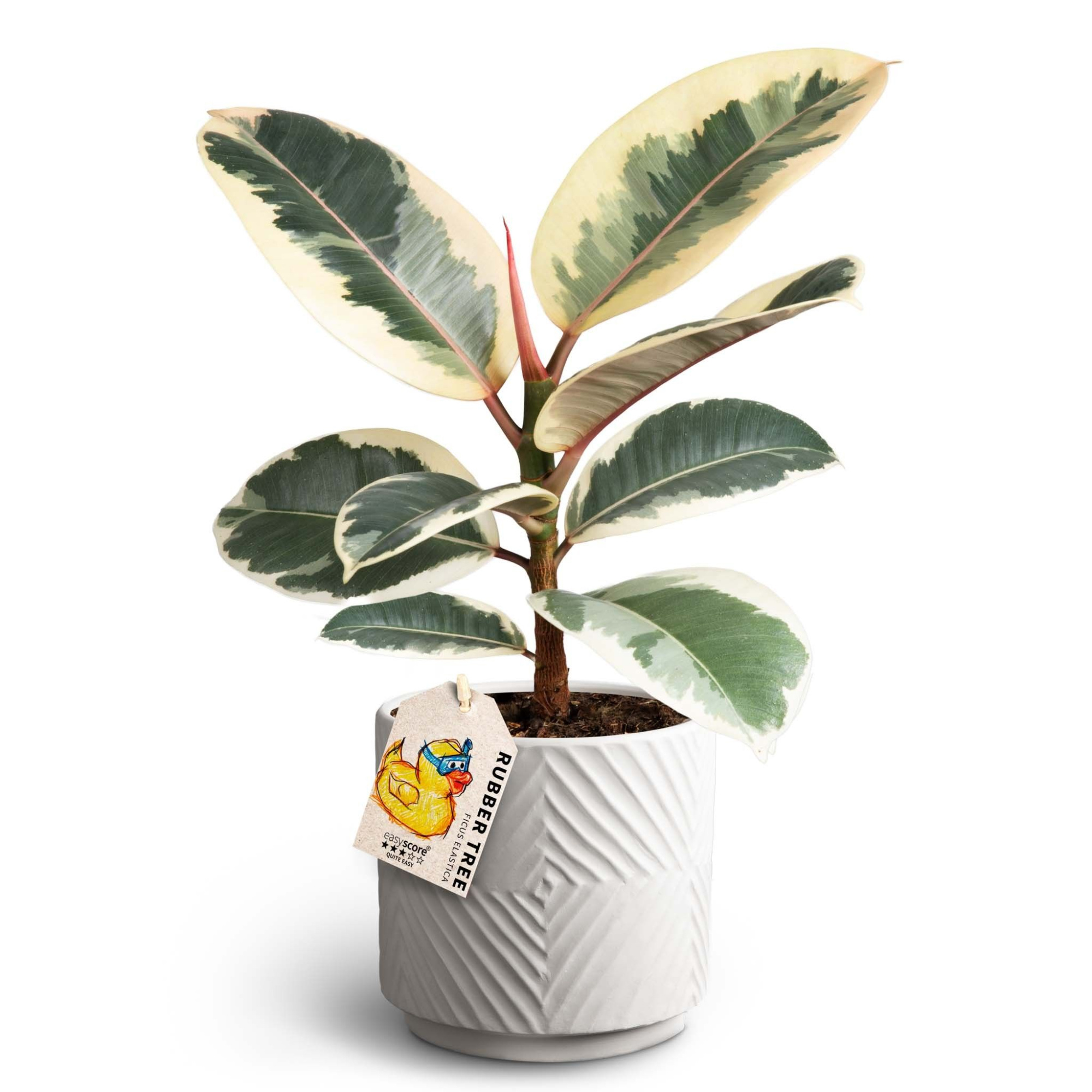 Dune Sand, Ficus elastica ´Tineke', D 12 cm