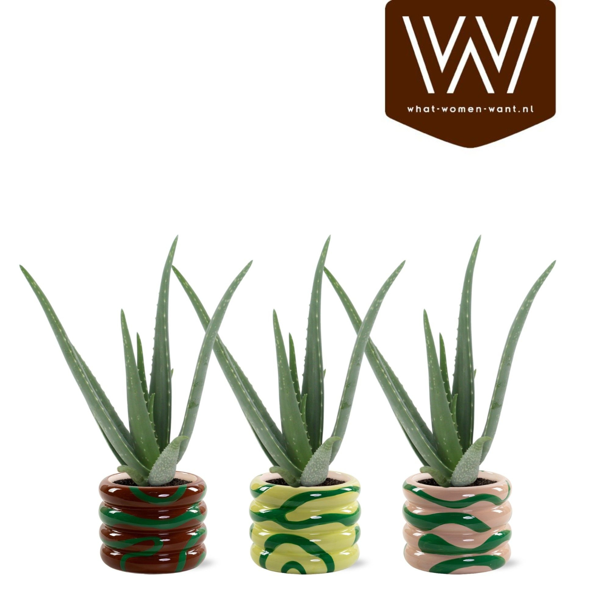 Aloe Vera P12 Mees - Natural Bubble, D 13 cm