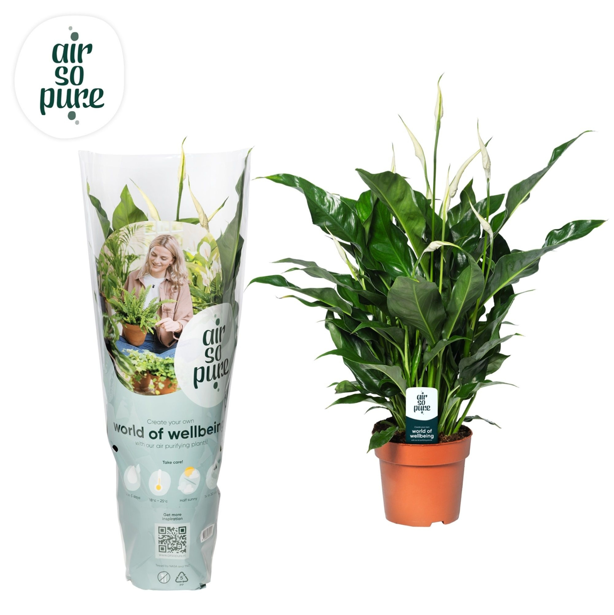Spathiphyllum Sweet Curiosa - 13cm | Air So Pure, D 13 cm