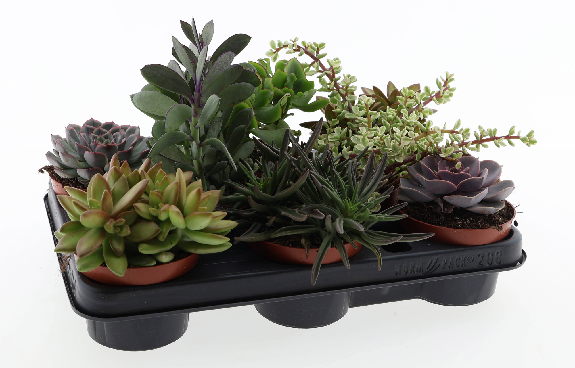 Succulenten mix, D 10,5