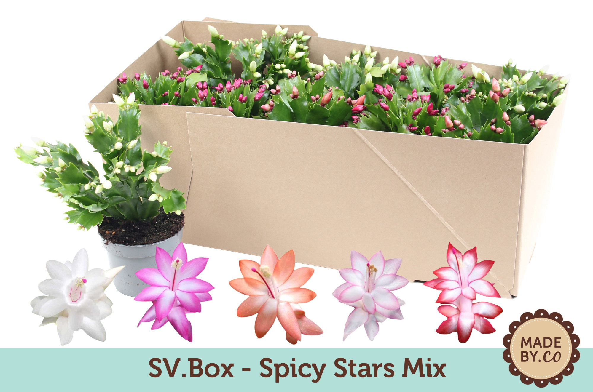 Schlumbergera Spicy Stars Mix 10.5 cm in SV.BOX, D 10,5
