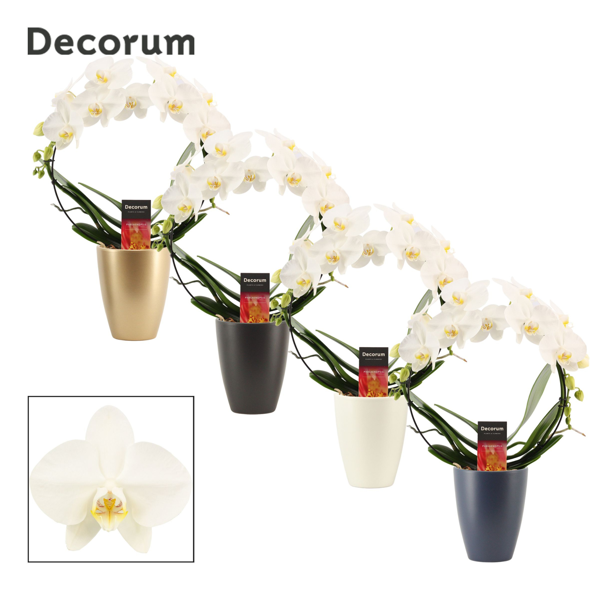 Phalaenopsis boog wit in Carly (Neo Architect-collection), D 12