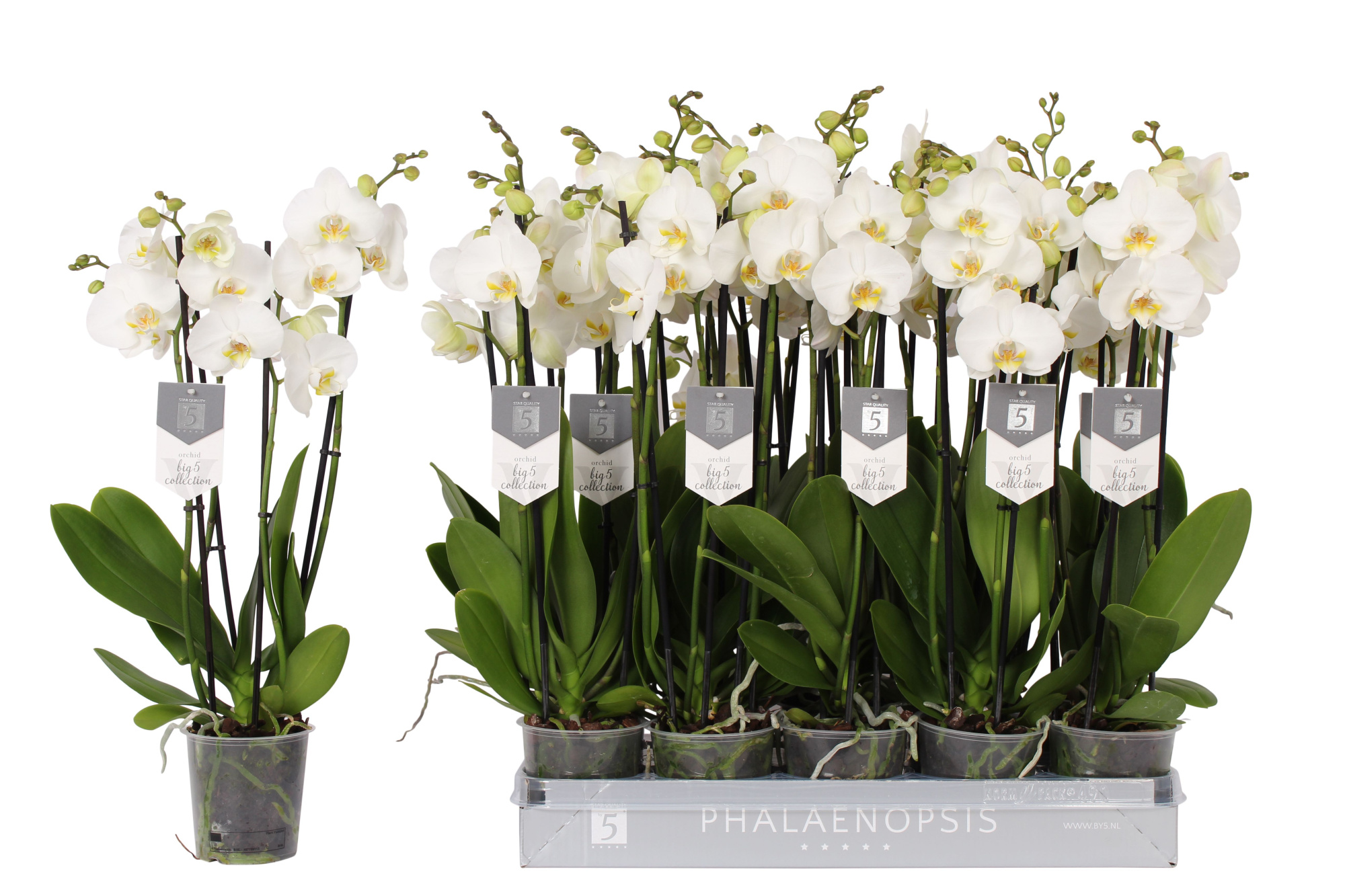 Phalaenopsis Nottingham, 4-spike 25+, D 12
