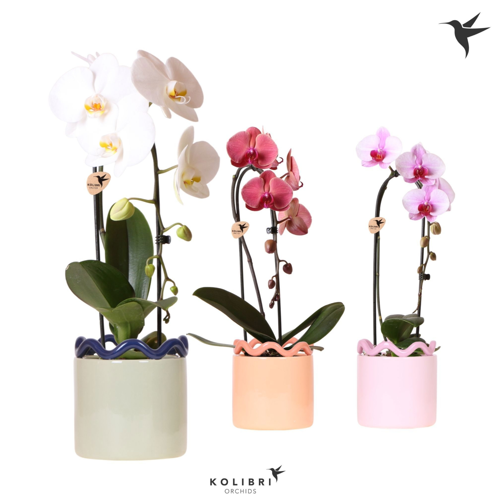 Kolibri Orchids Cascade Niagara Fall mix 1 spike in Funky pot mix, D 12 cm