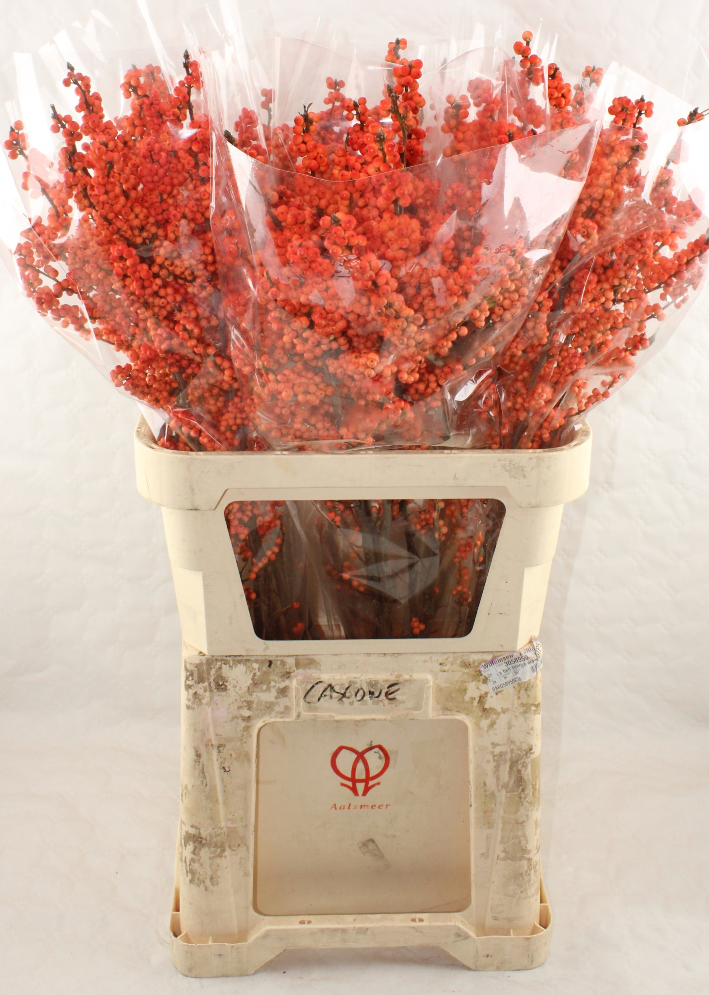 Илекс Красные ягоды 90, шт.