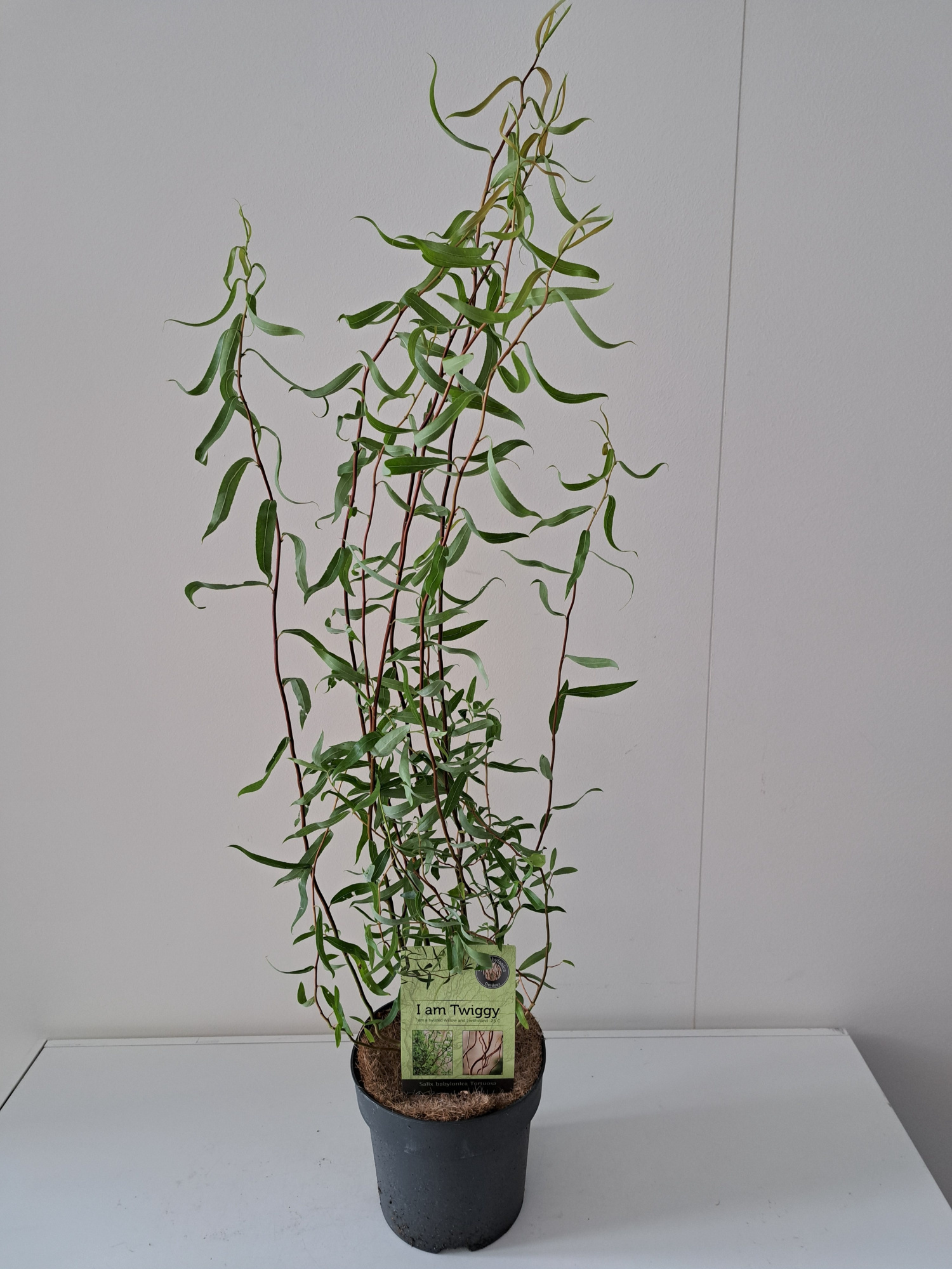 Salix Babylonica Tortuosa bush 19, D 19 cm