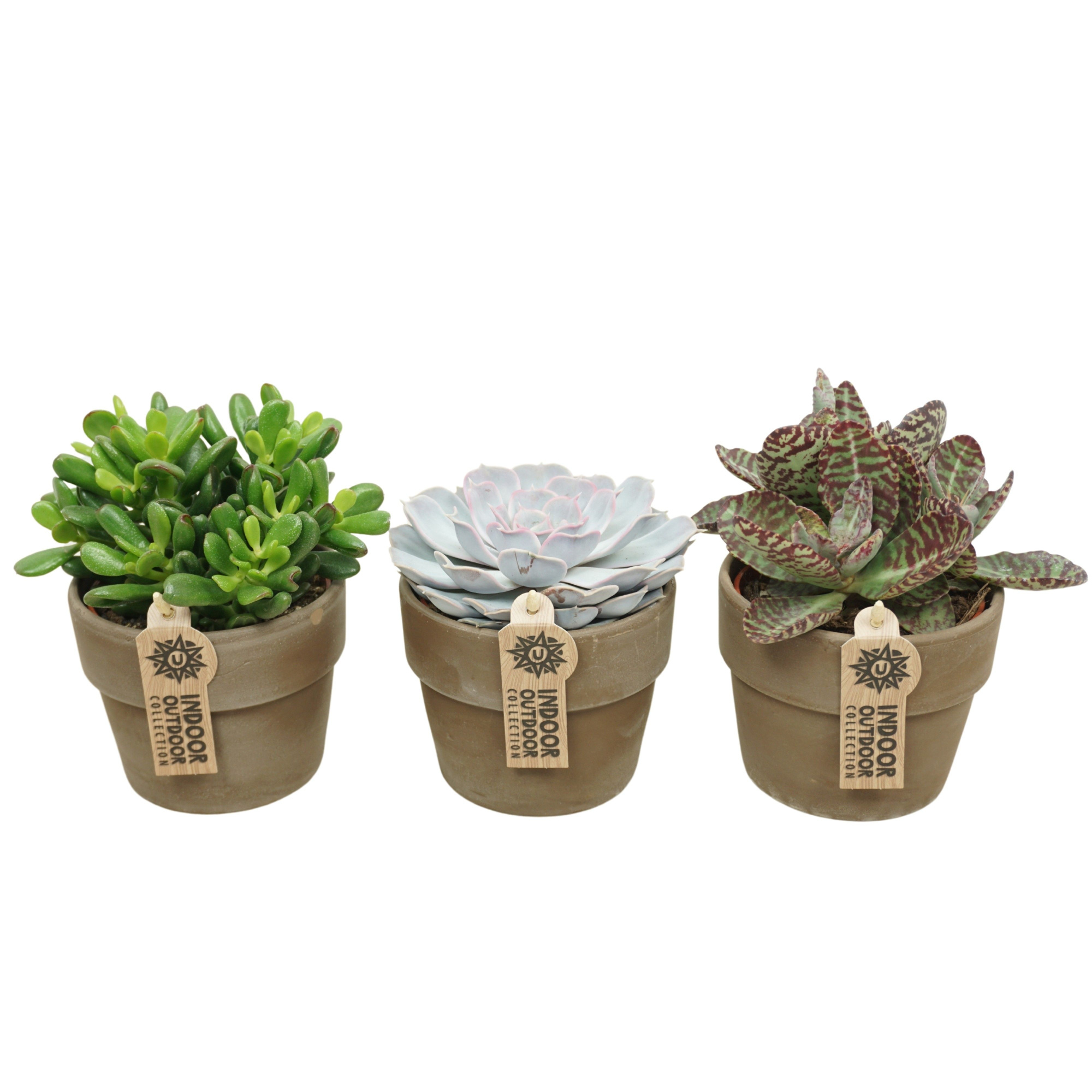 Succulent mix in 12 cm 'Grijze Kraagpot', D 10,5 cm